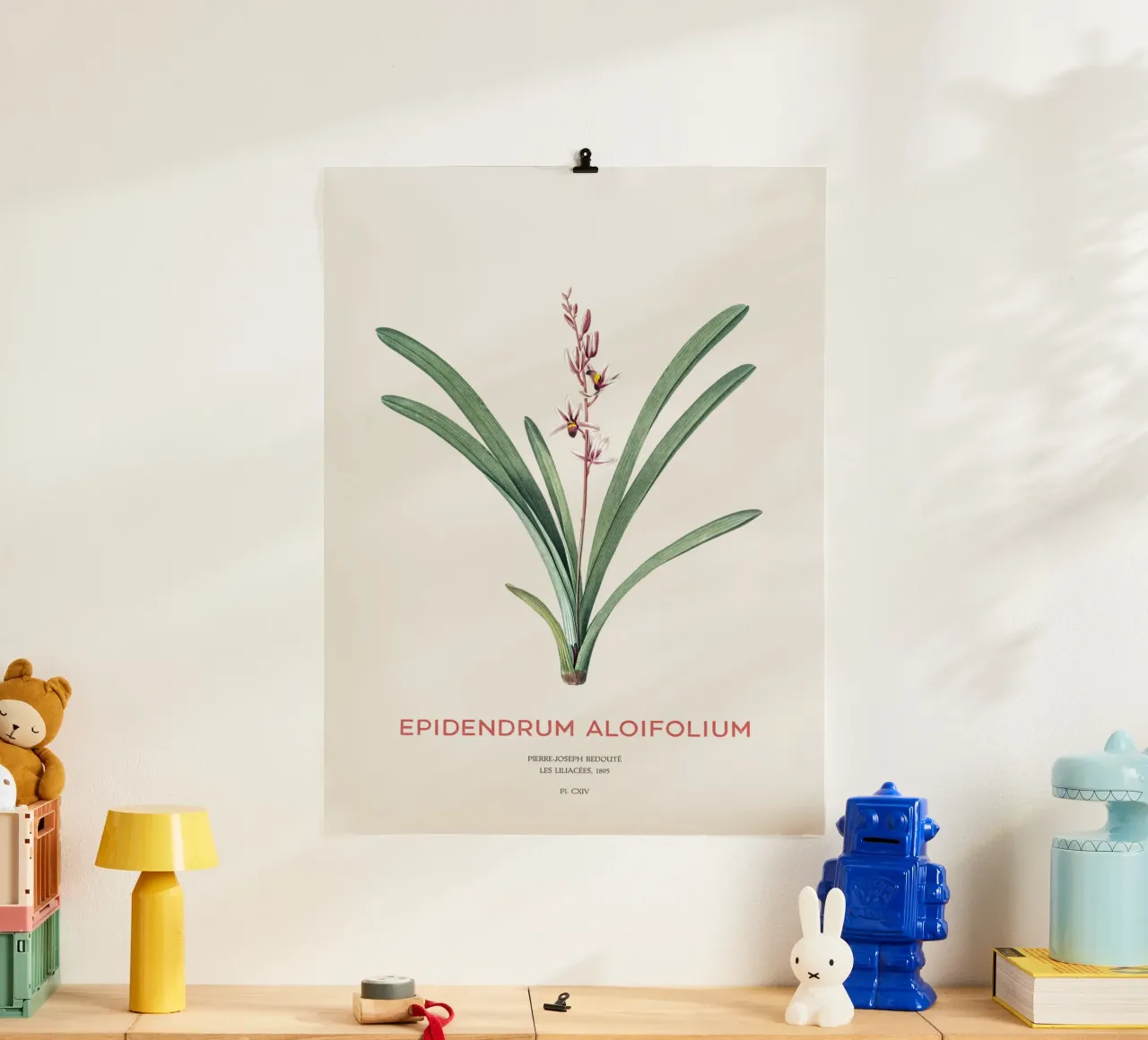 Cymbidium à feuilles d'aloès ou Epidendrum aloifolium poster avec cadre en plastique de Vintagrafica