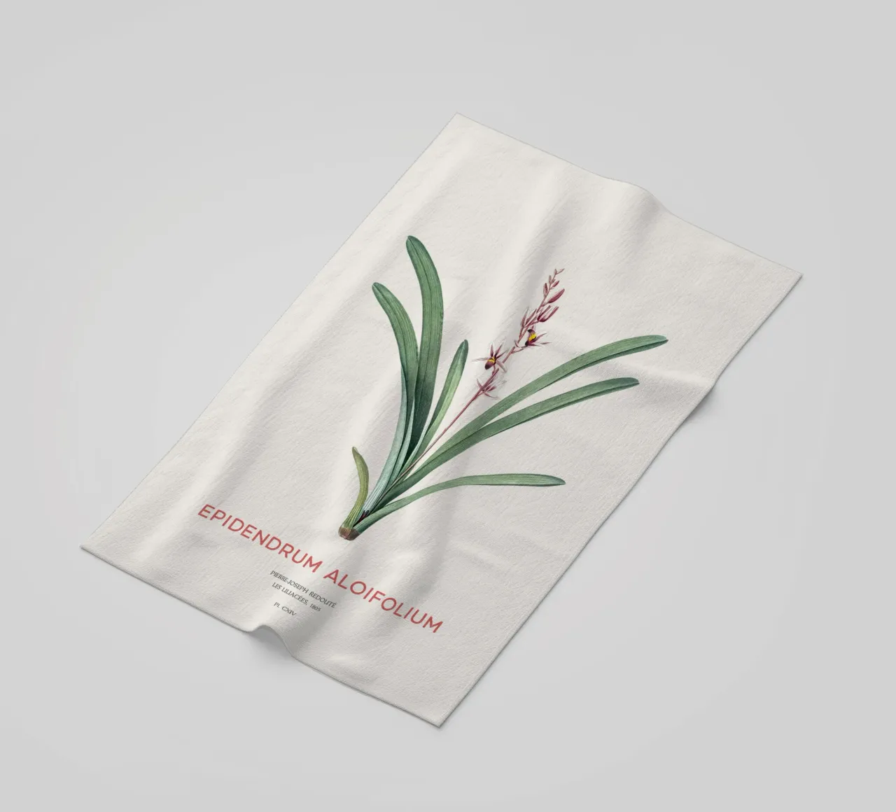 Aloe-blättriges Cymbidium oder Epidendrum aloifolium Strandtuch von Vintagrafica