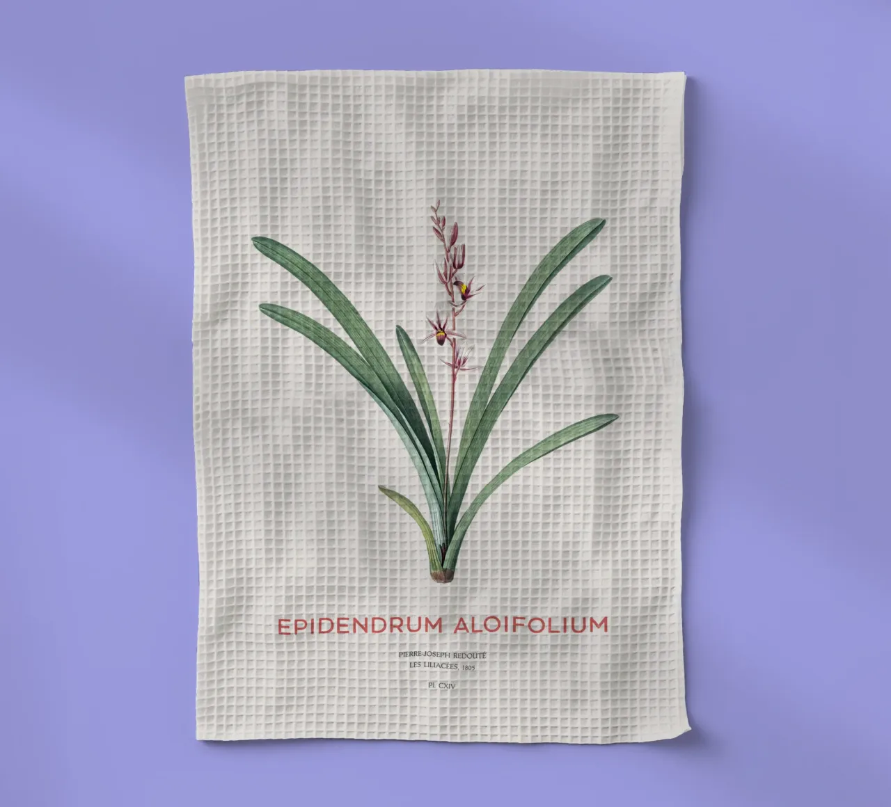 Aloe-blättriges Cymbidium oder Epidendrum aloifolium Geschirrtuch von Vintagrafica