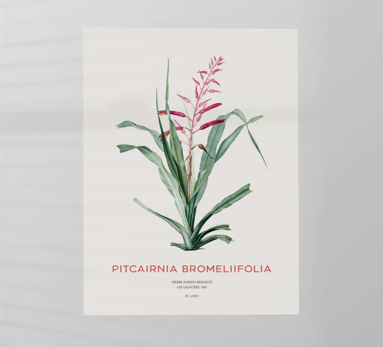 Pitcairnia bromeliifolia fiore pellicola backlit da Vintagrafica