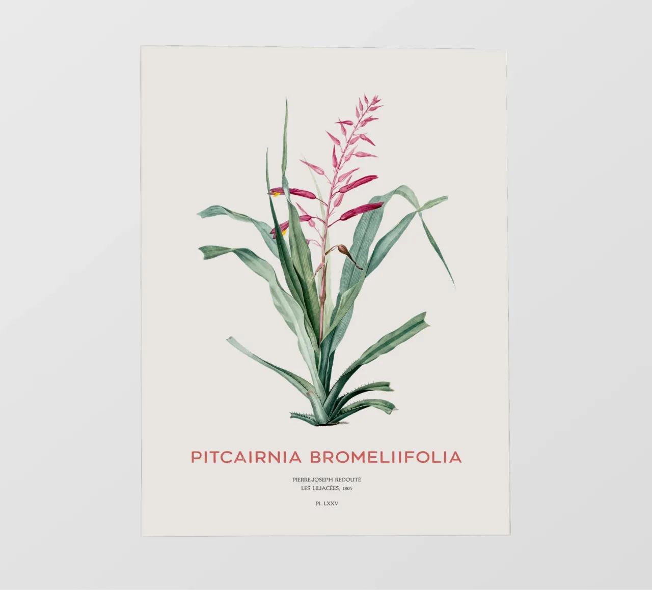 Pitcairnia bromeliifolia fiore pellicola backlit da Vintagrafica