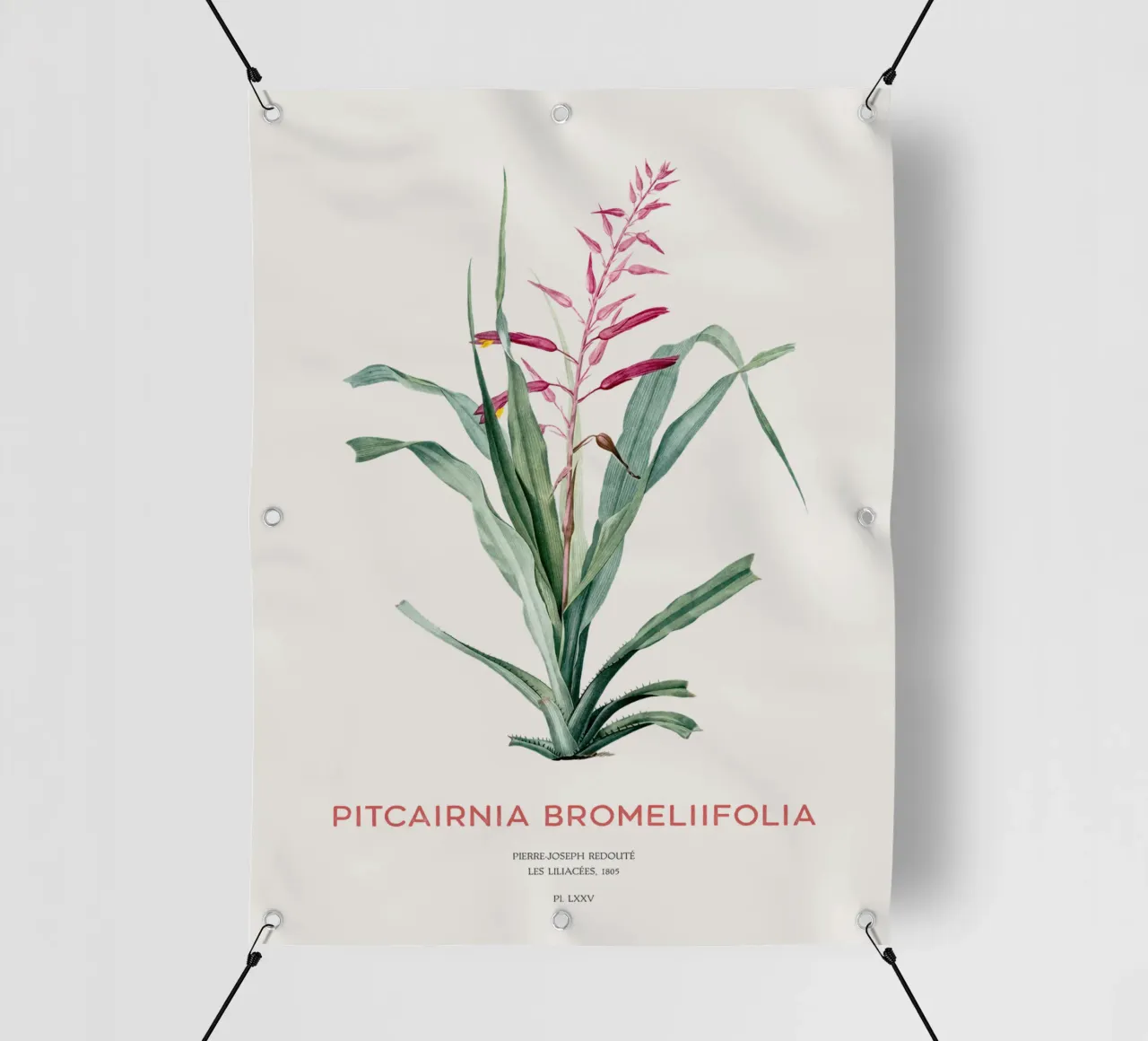 Pitcairnia bromeliifolia fiore telo in pvc da Vintagrafica