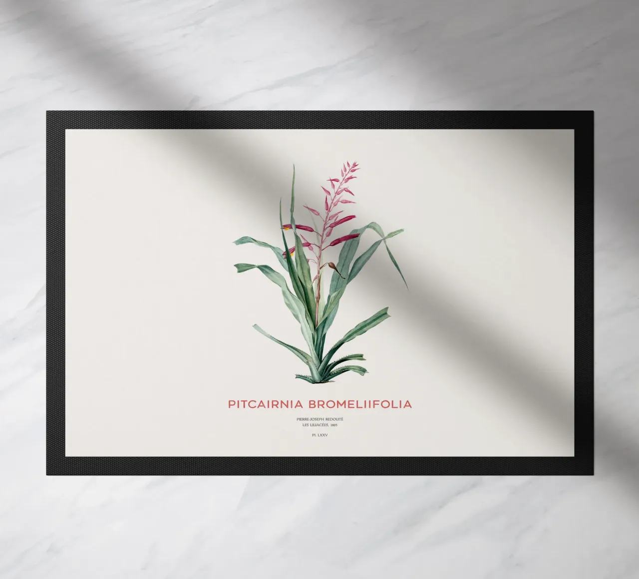 Pitcairnia bromeliifolia fiore zerbino da Vintagrafica