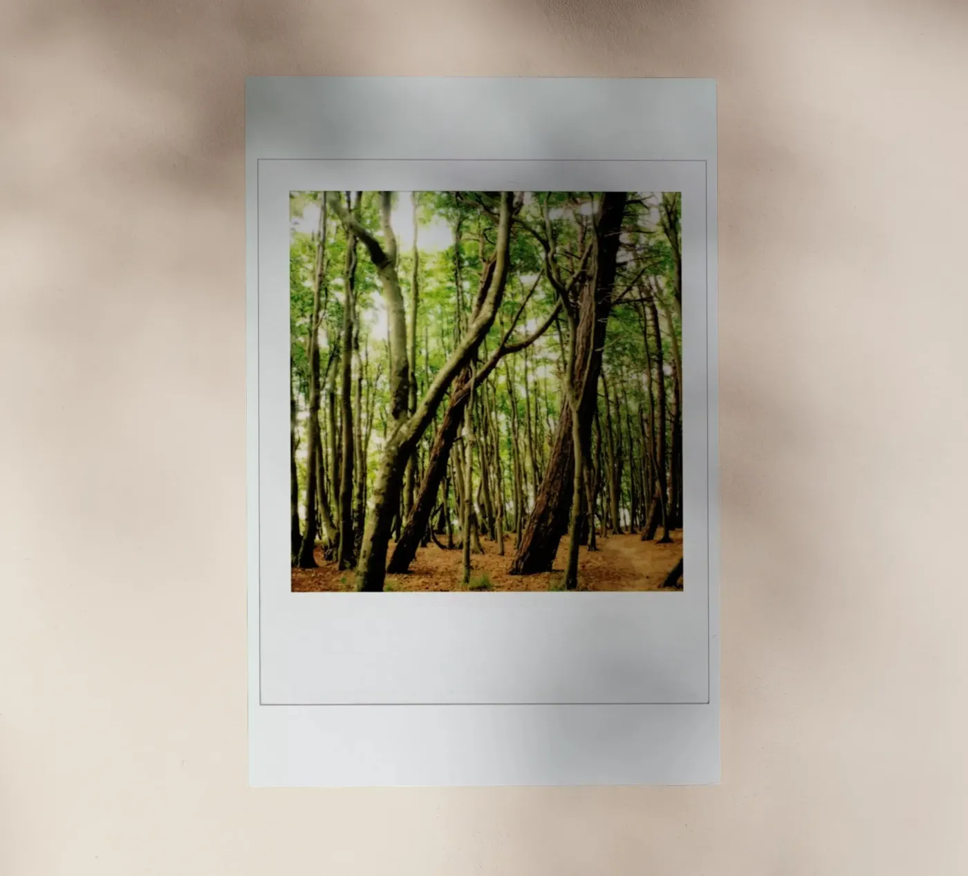 Forest backlit film by Lou Garoup