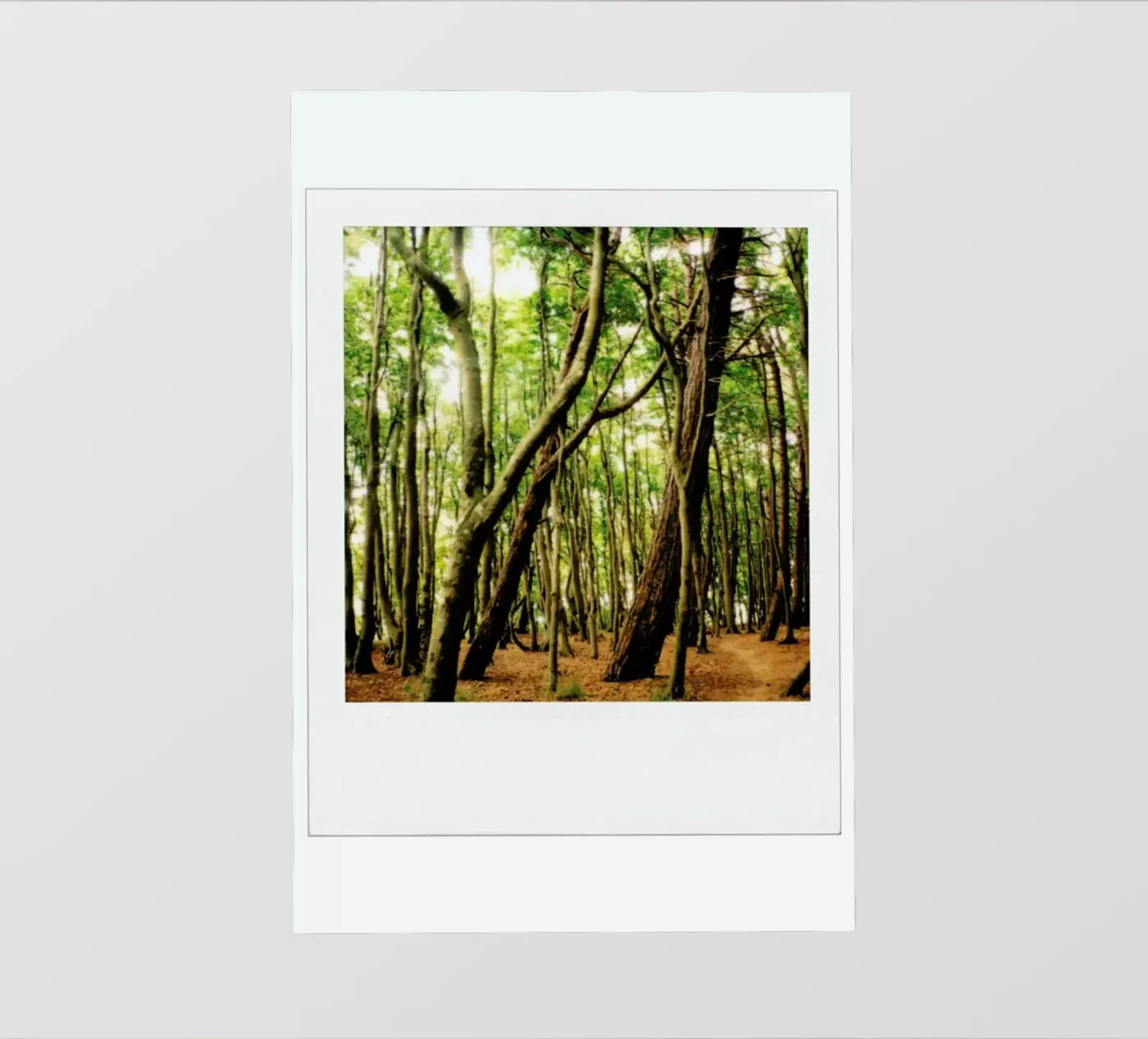 Forest PVC Plane von Lou Garoup