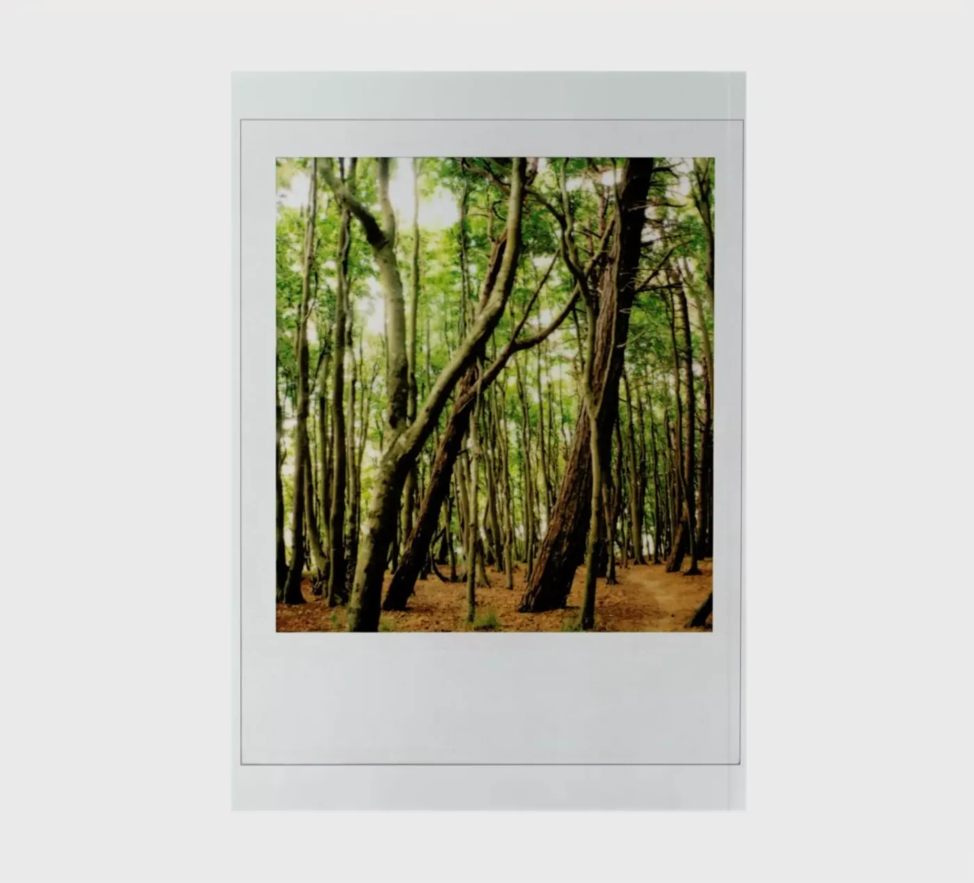 Forest notitieboek van Lou Garoup