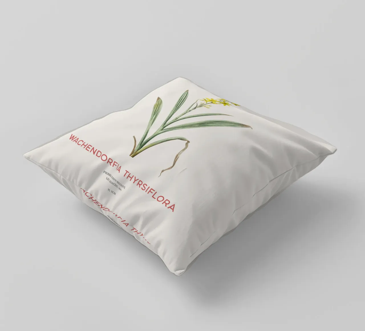 Giglio farfalla di palude o Wachendorfia thyrsiflora cuscino da Vintagrafica