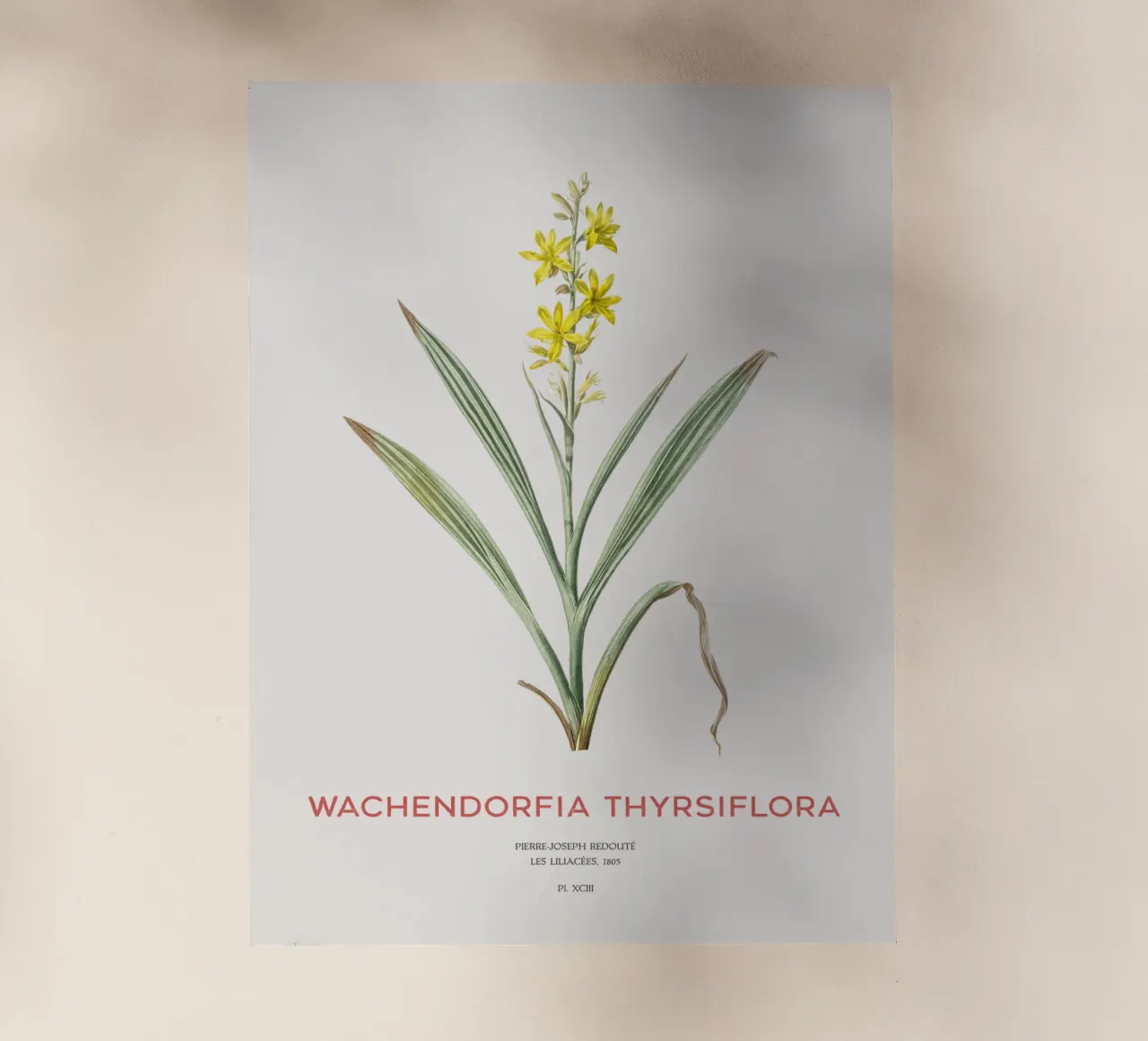 Giglio farfalla di palude o Wachendorfia thyrsiflora pellicola backlit da Vintagrafica