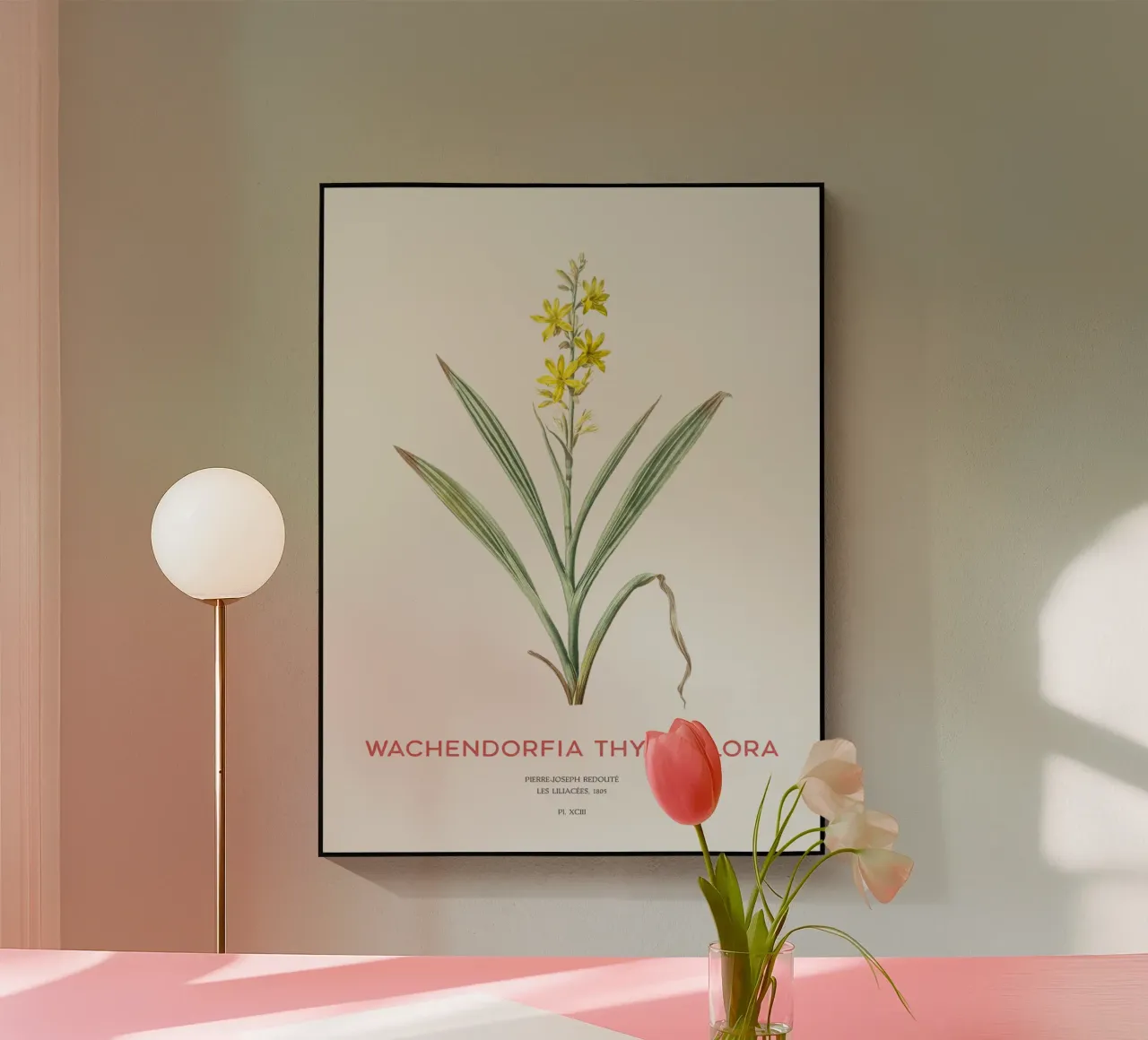 Giglio farfalla di palude o Wachendorfia thyrsiflora plexiglass da Vintagrafica