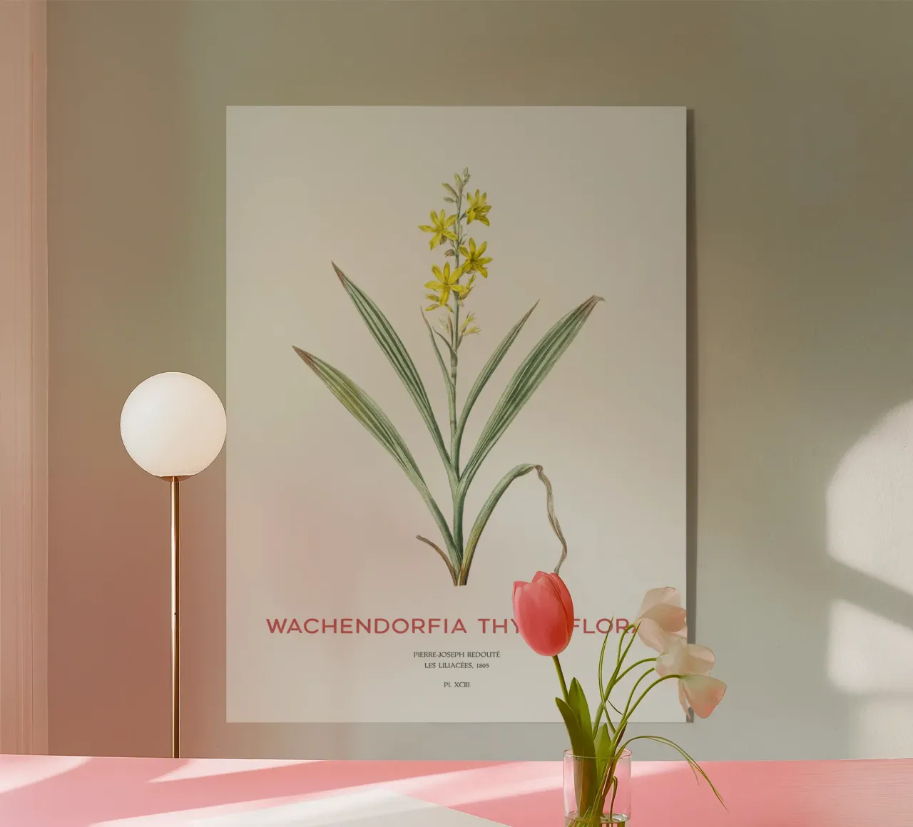 Giglio farfalla di palude o Wachendorfia thyrsiflora plexiglass da Vintagrafica