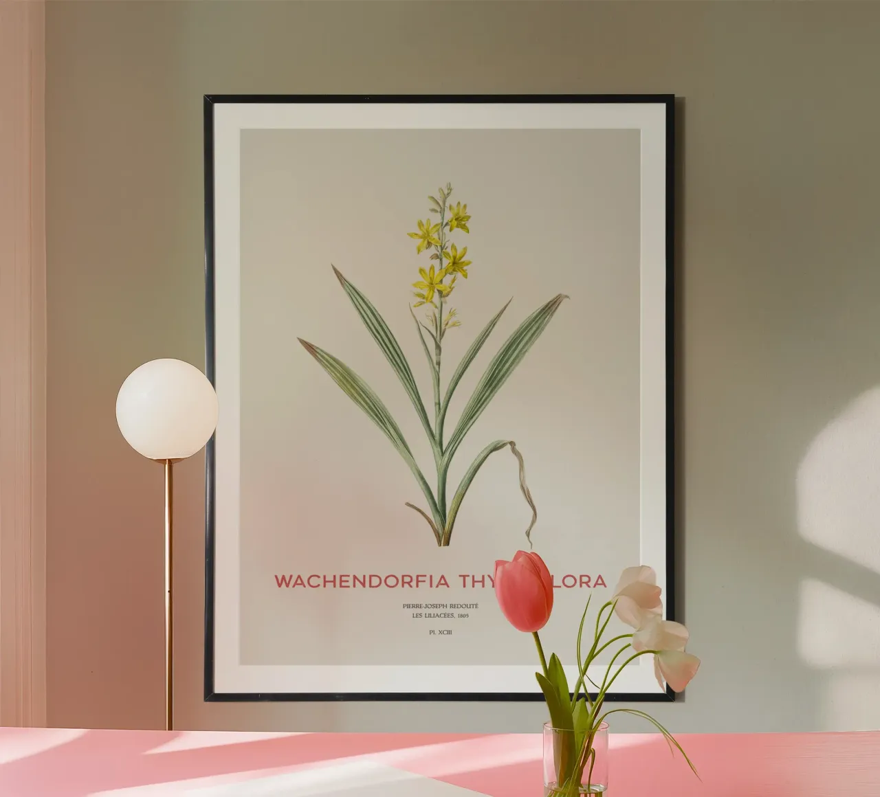Sumpfschmetterlingsblütler oder Wachendorfia thyrsiflora Hahnemühle von Vintagrafica