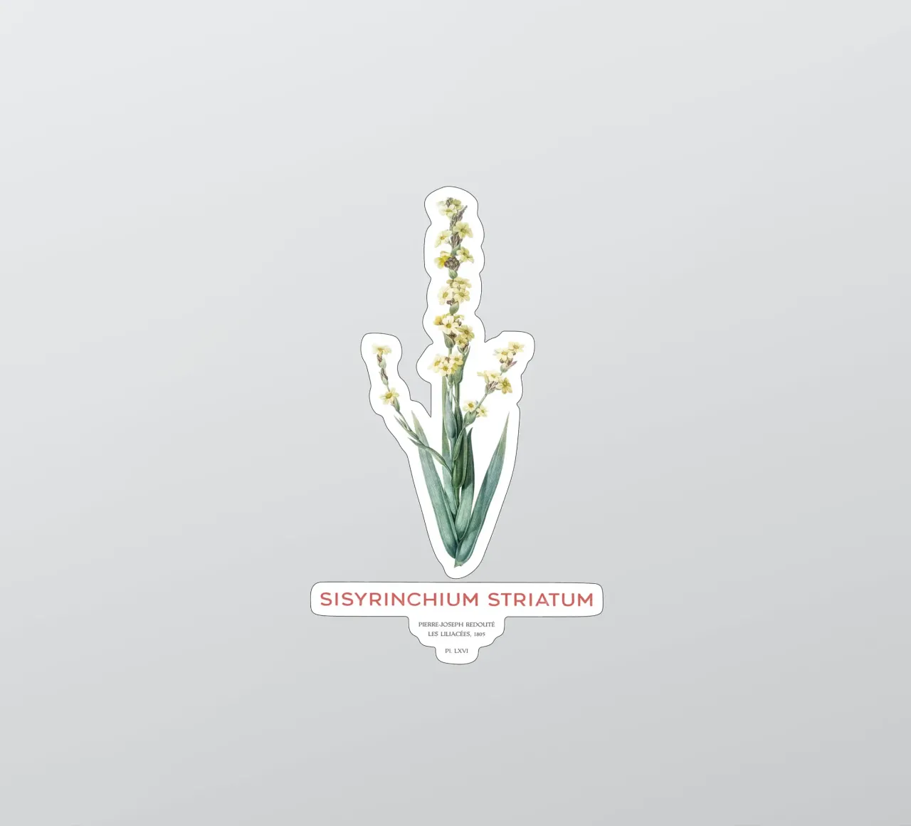 Blassgelbes Augenbrauengras oder Sisyrinchium striatum Sticker von Vintagrafica