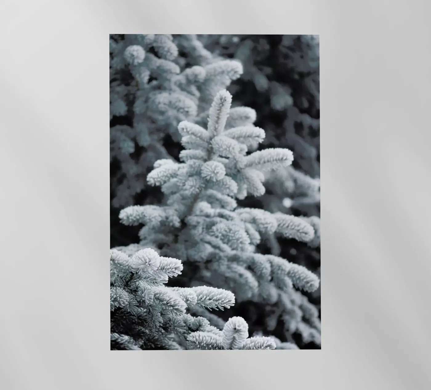 Winter Forest pellicola backlit da Studio Nahili