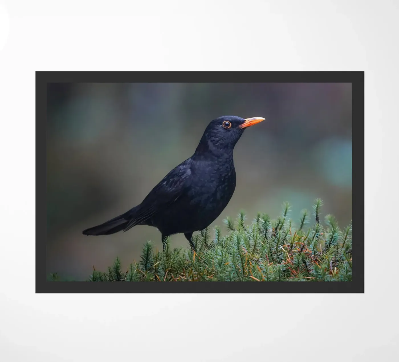 Blackbird zerbino da Tom's Wildlife