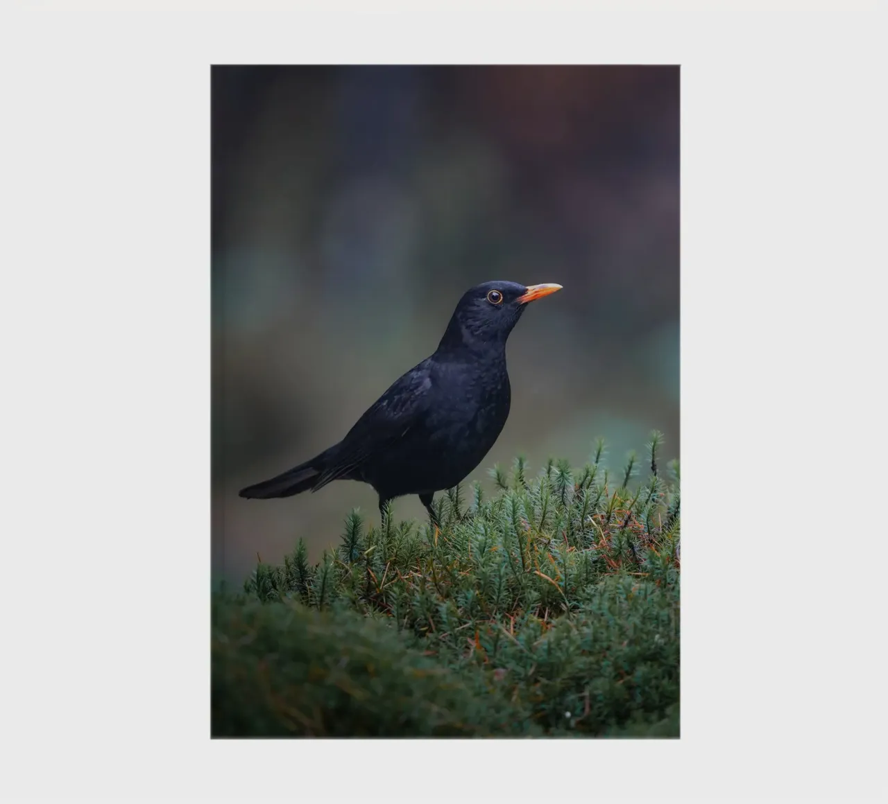 Blackbird notebook by Tom's Wildlife