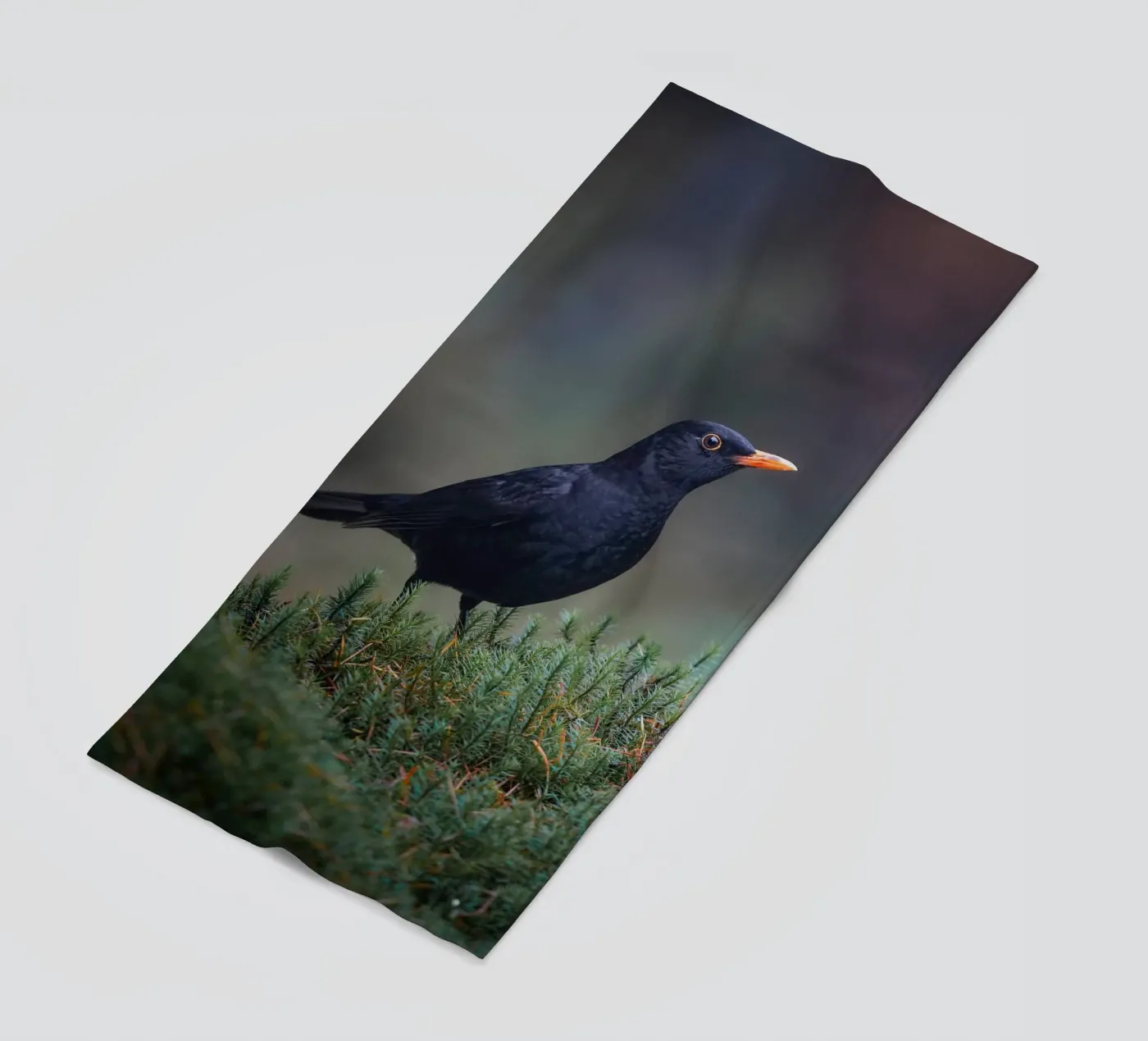 Merlo telo mare da Tom's Wildlife