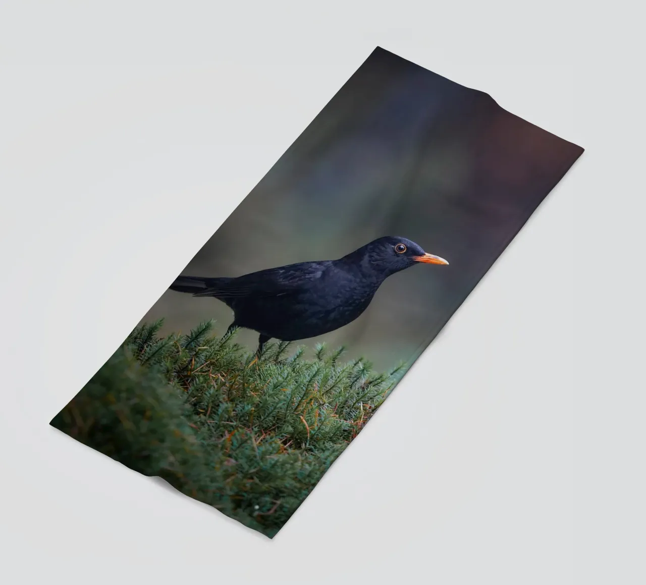 Merlo telo mare da Tom's Wildlife