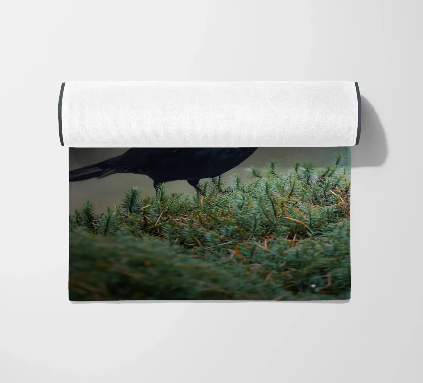 Merlo telo mare da Tom's Wildlife