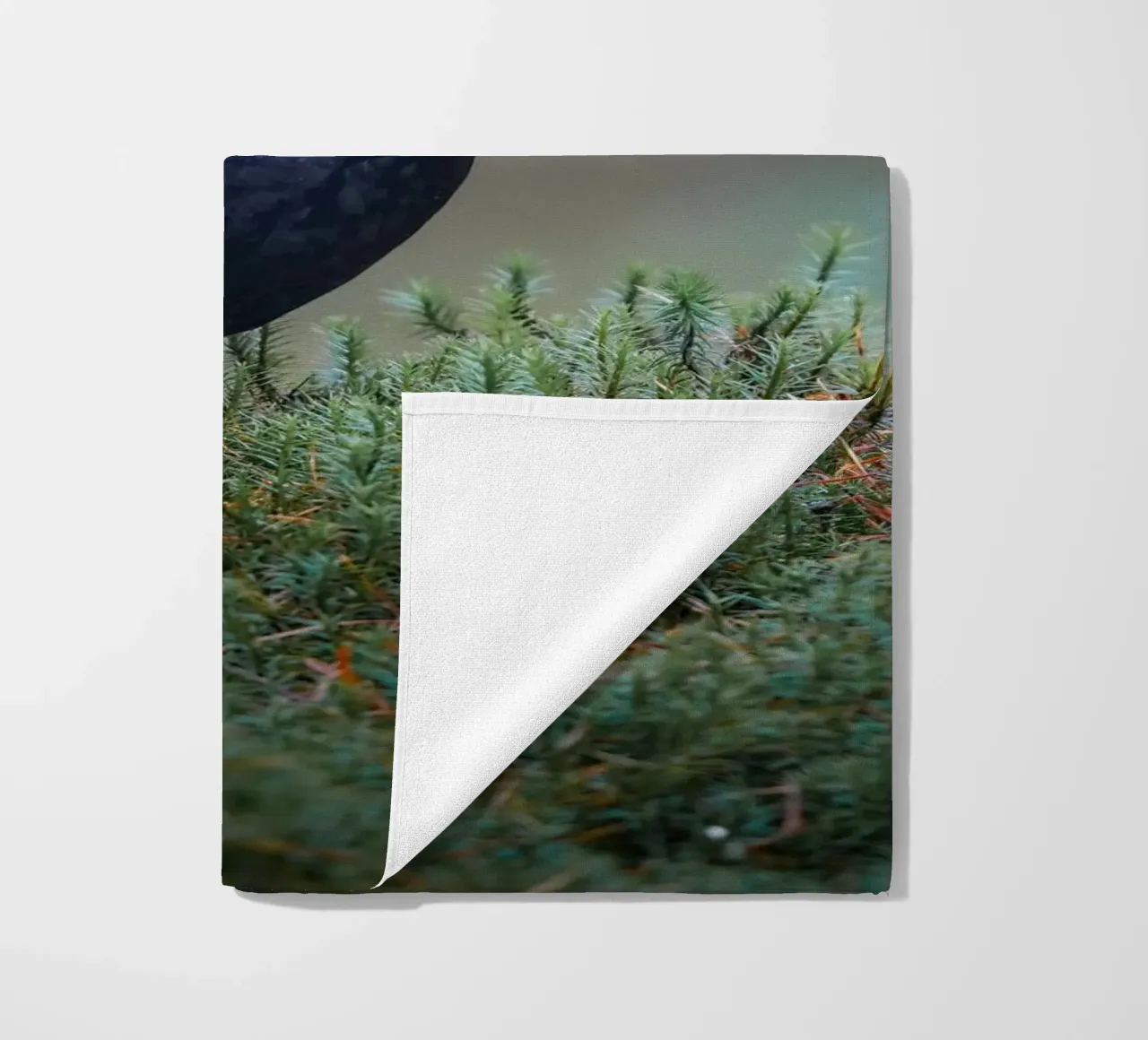 Merlo telo mare da Tom's Wildlife