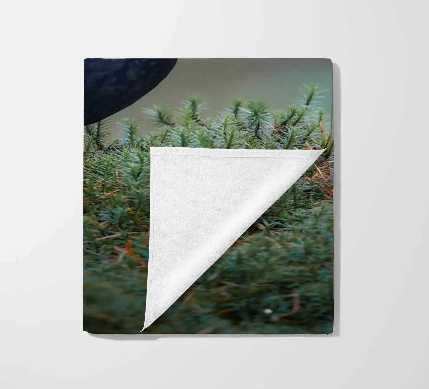 Merlo telo mare da Tom's Wildlife