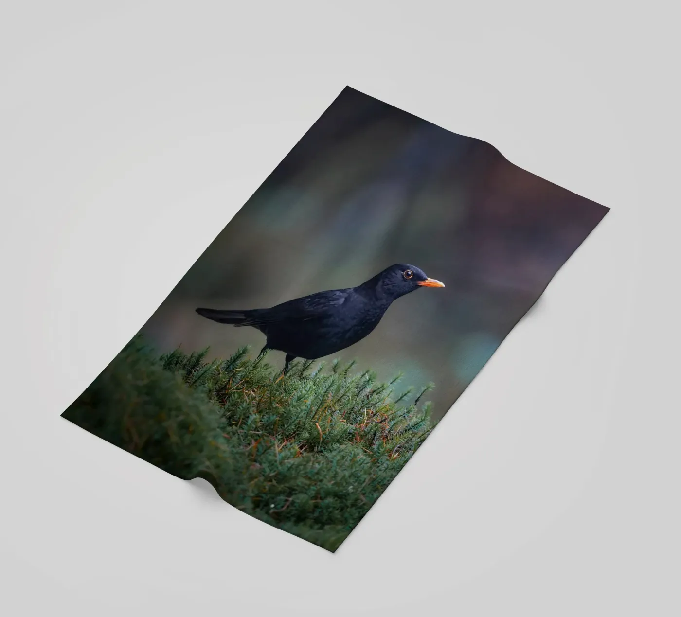 Merlo telo mare da Tom's Wildlife