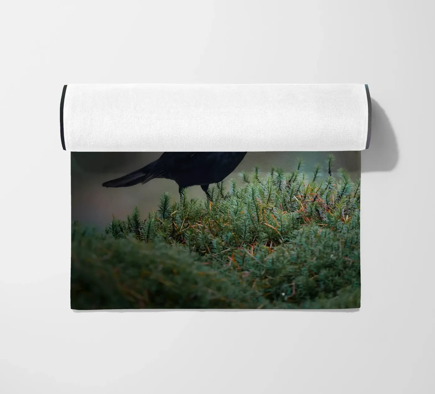 Merlo telo mare da Tom's Wildlife