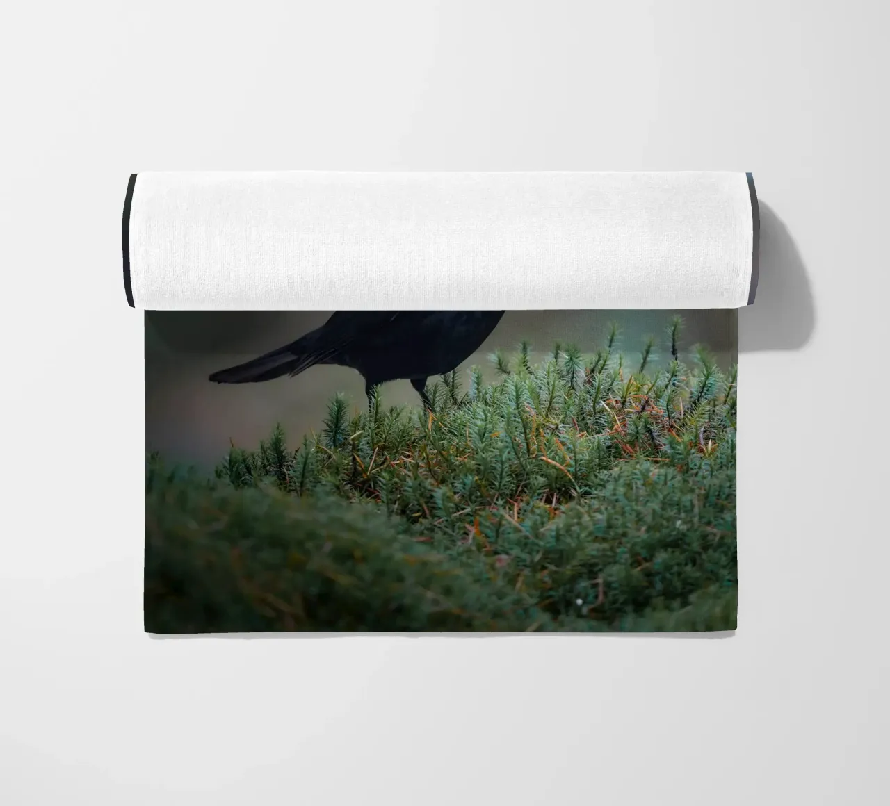 Merlo telo mare da Tom's Wildlife