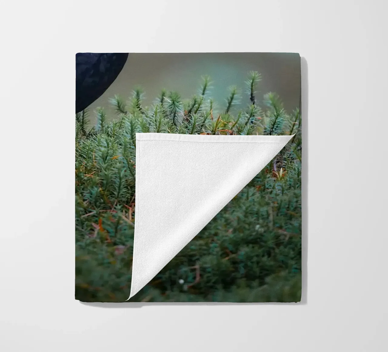 Merlo telo mare da Tom's Wildlife