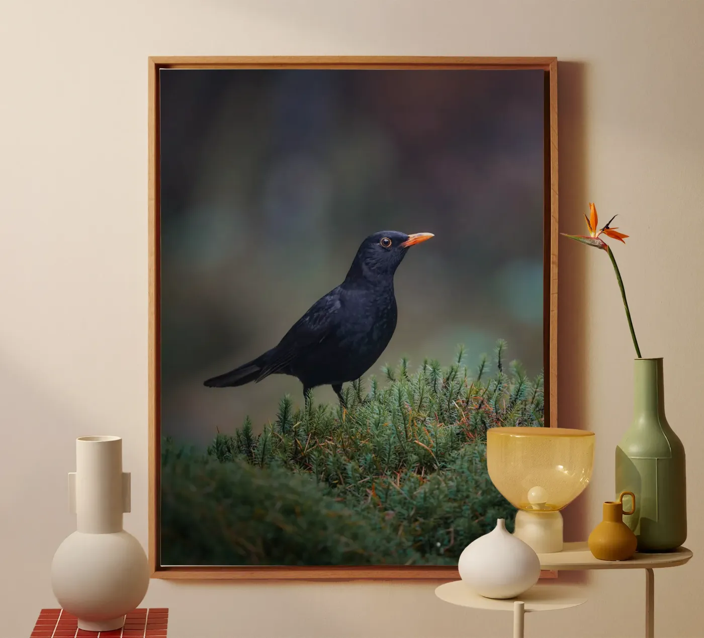 Merlo tela da Tom's Wildlife