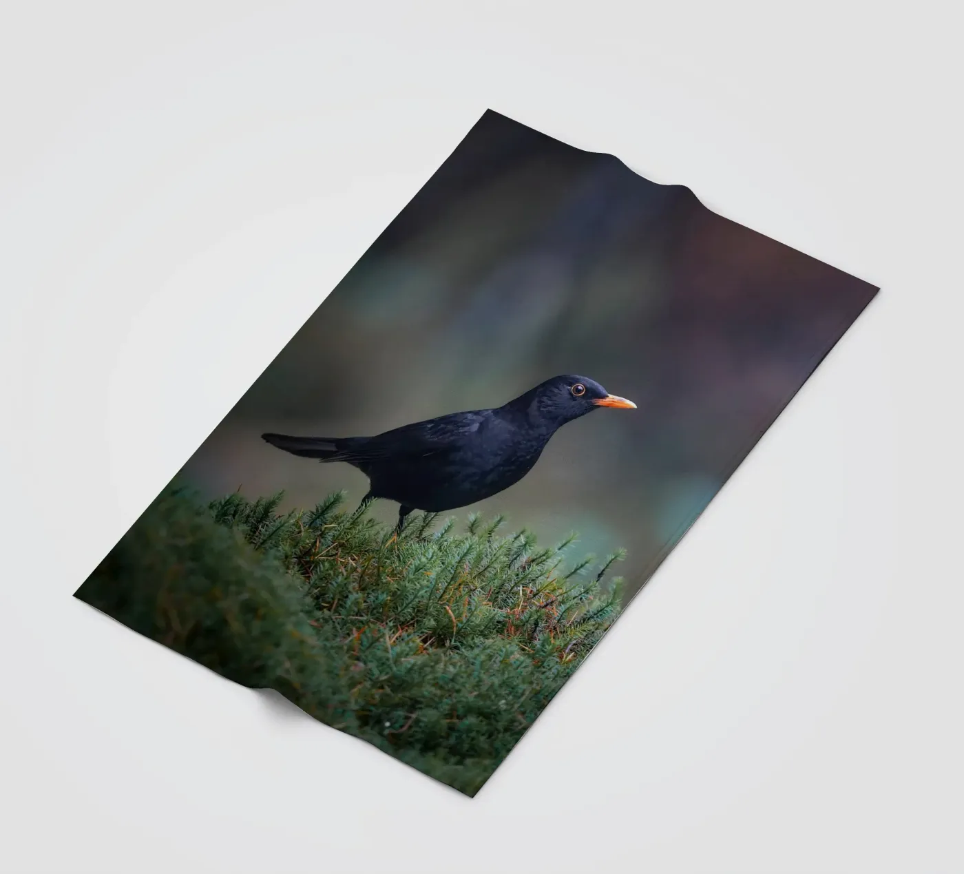 Amsel Fleecedecke von Tom's Wildlife