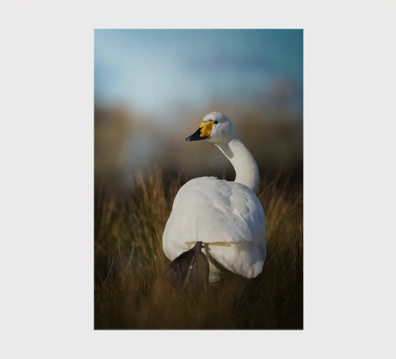 Whooper swan notebook by Tom's Wildlife