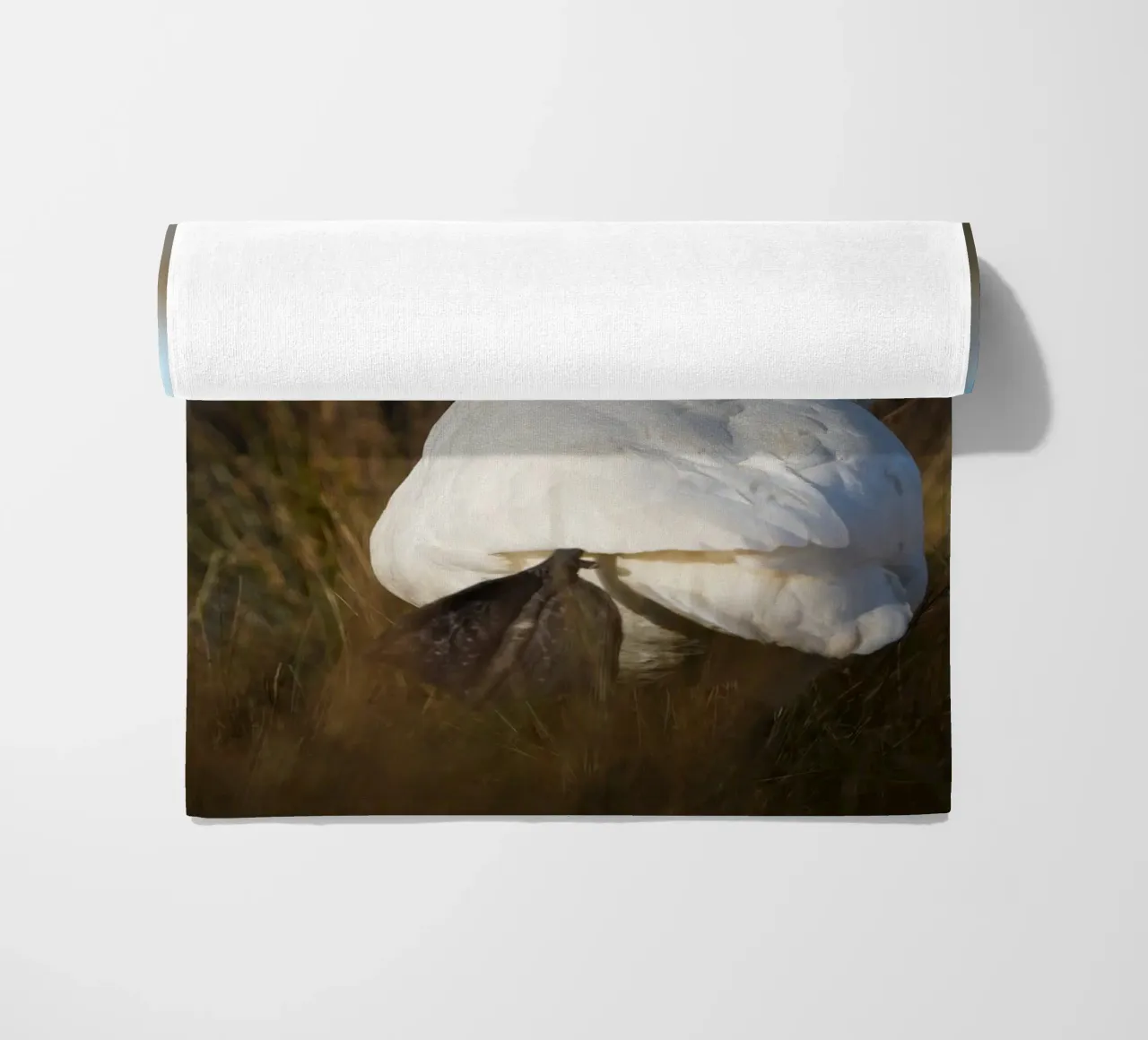 Cisne cantor toalla de playa de Tom's Wildlife