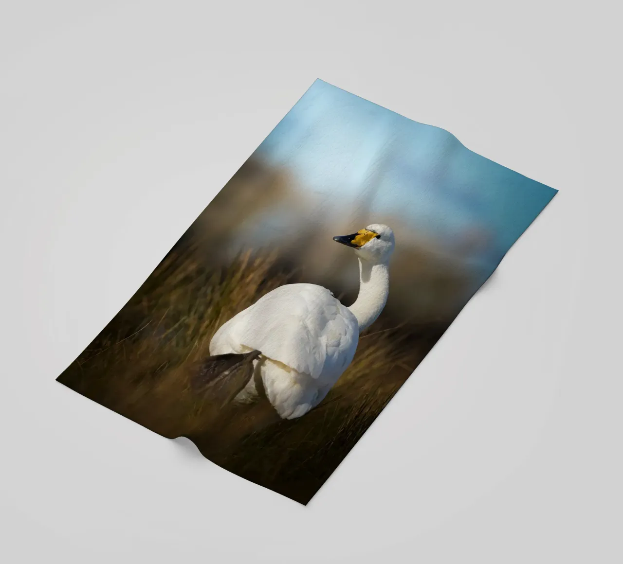 Cisne cantor toalla de playa de Tom's Wildlife
