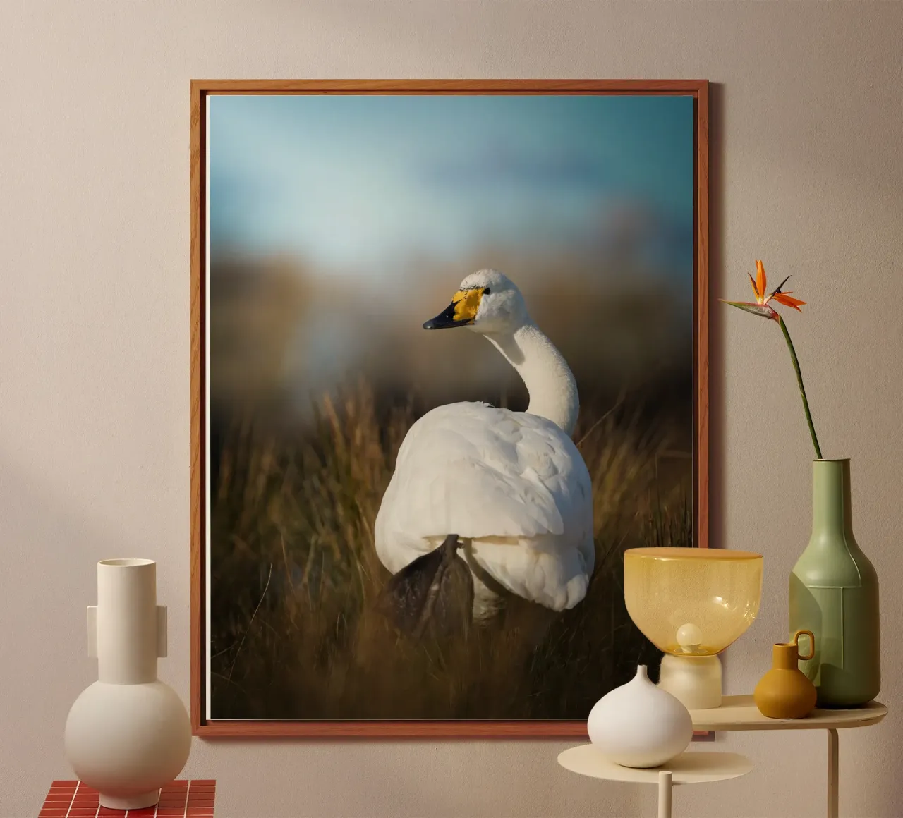 Cisne cantor aluminio dibond de Tom's Wildlife