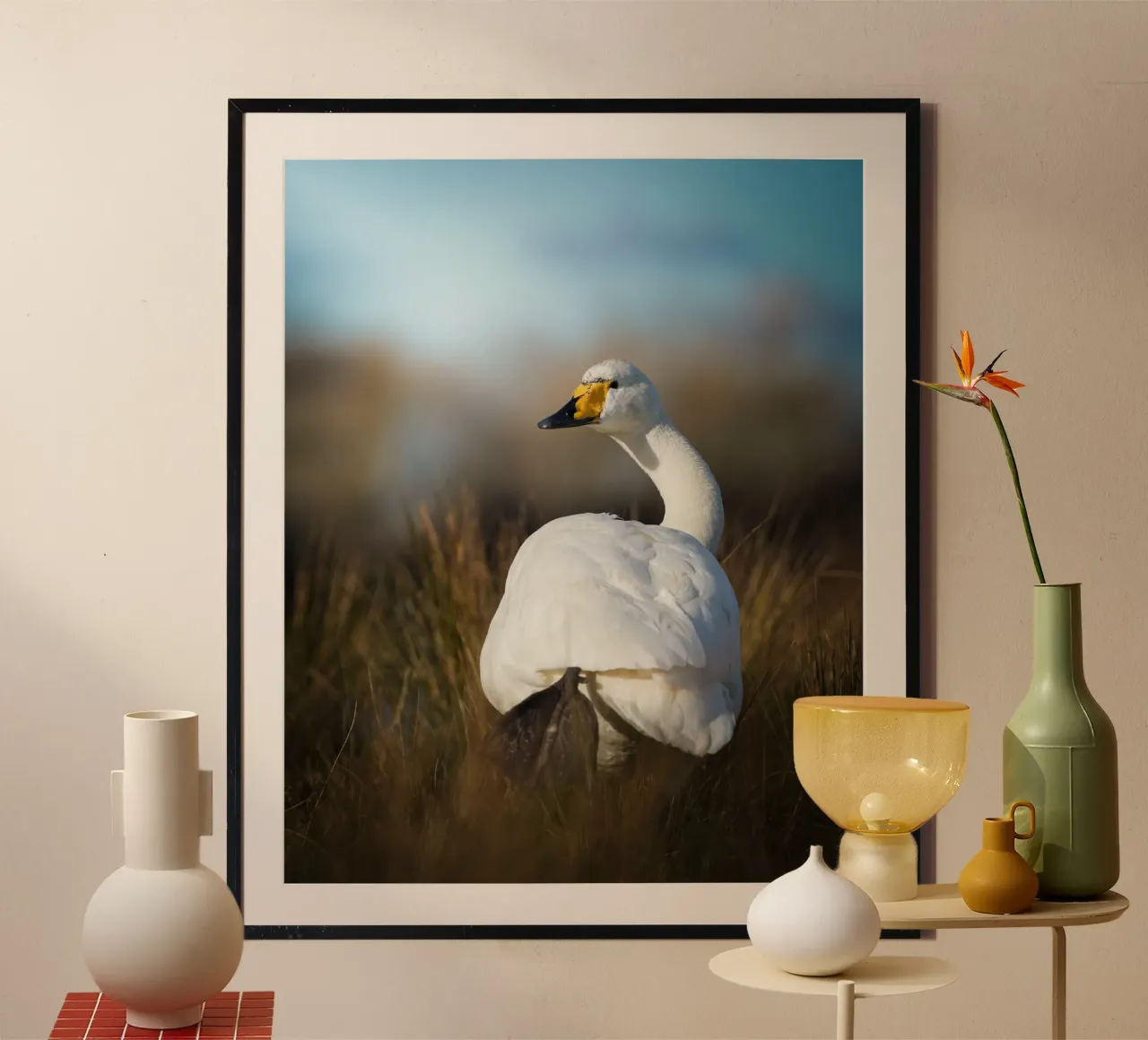 Cygne chanteur poster de Tom's Wildlife