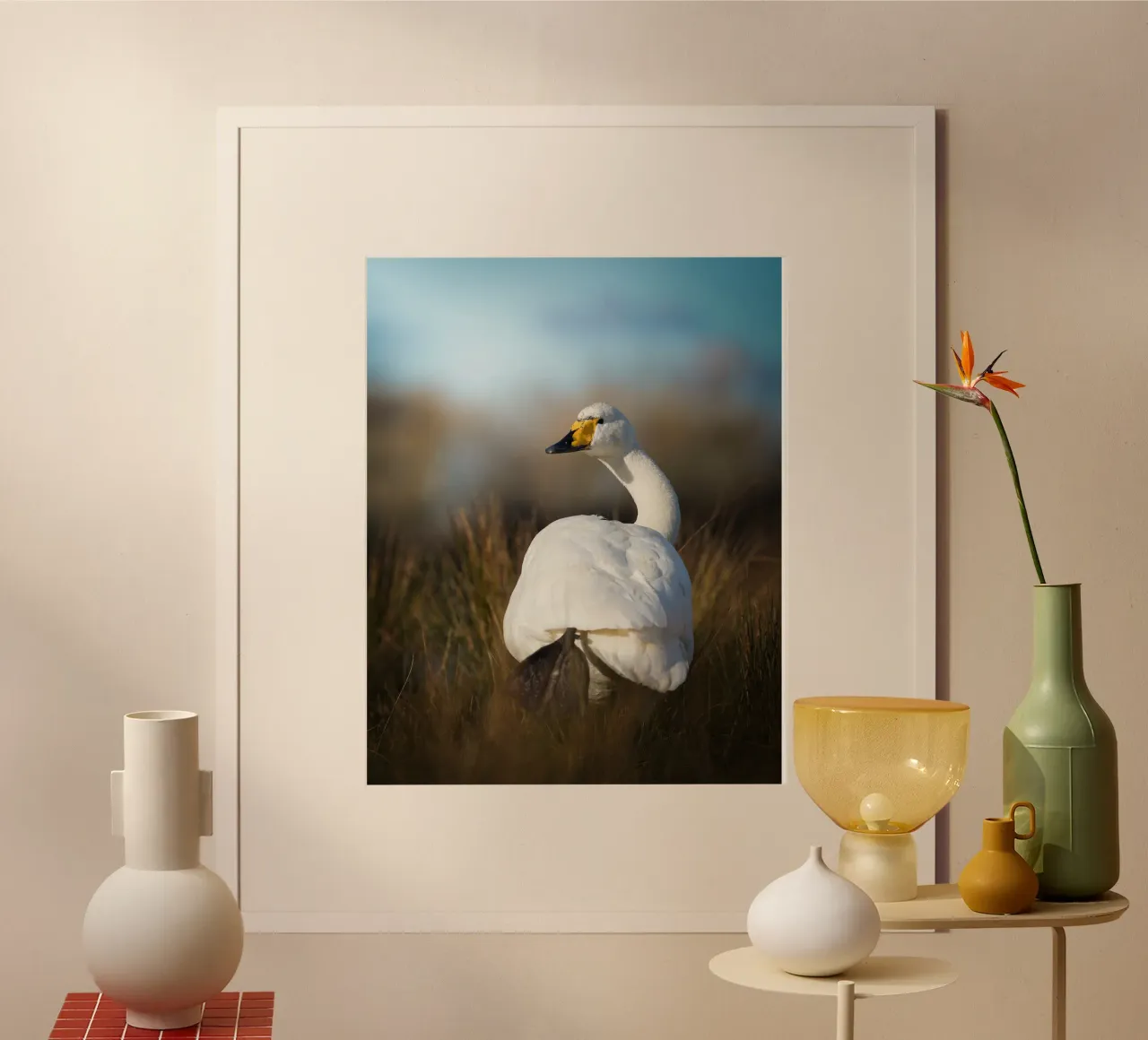 Cygne chanteur poster de Tom's Wildlife
