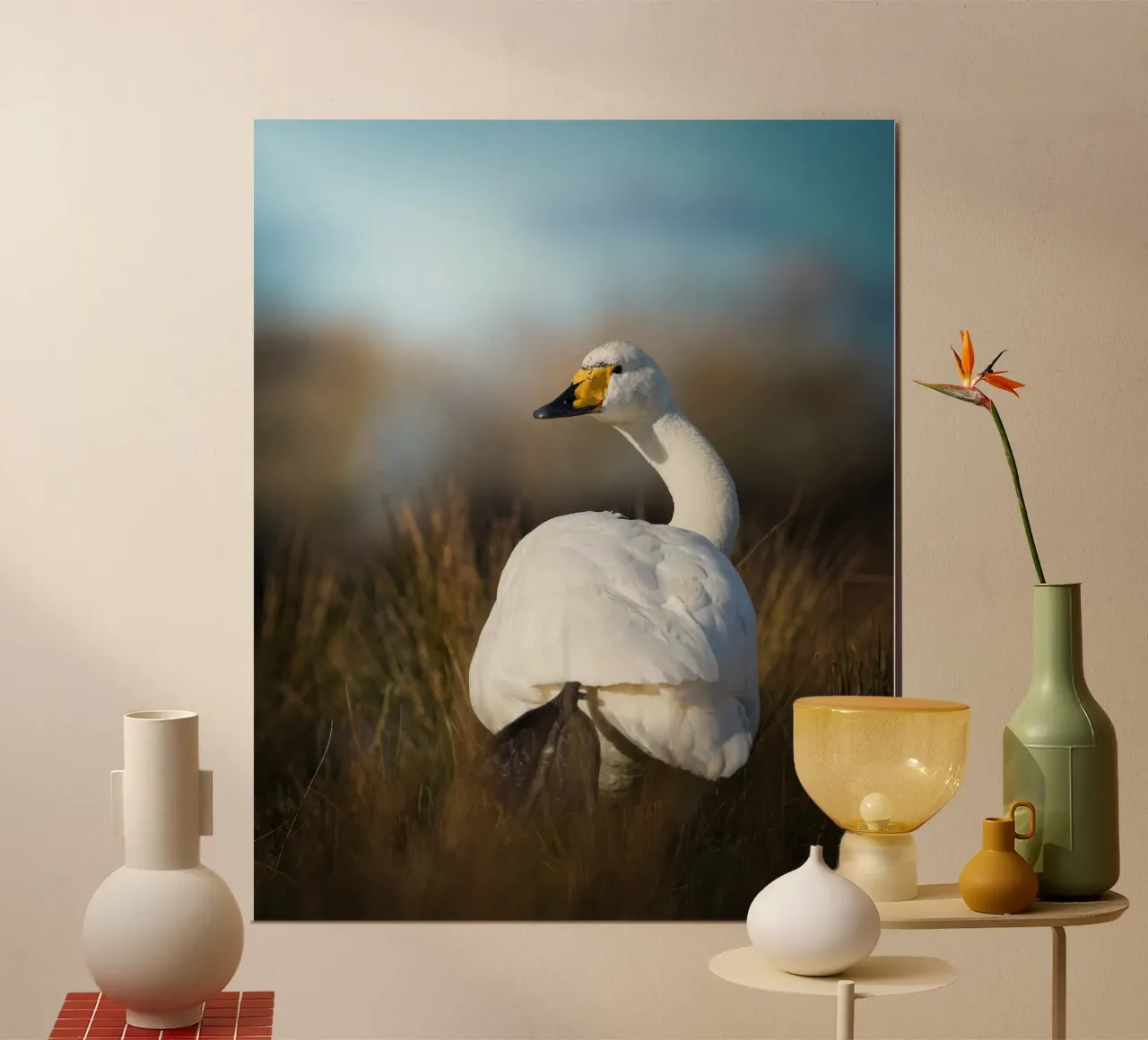 Cygne chanteur poster de Tom's Wildlife