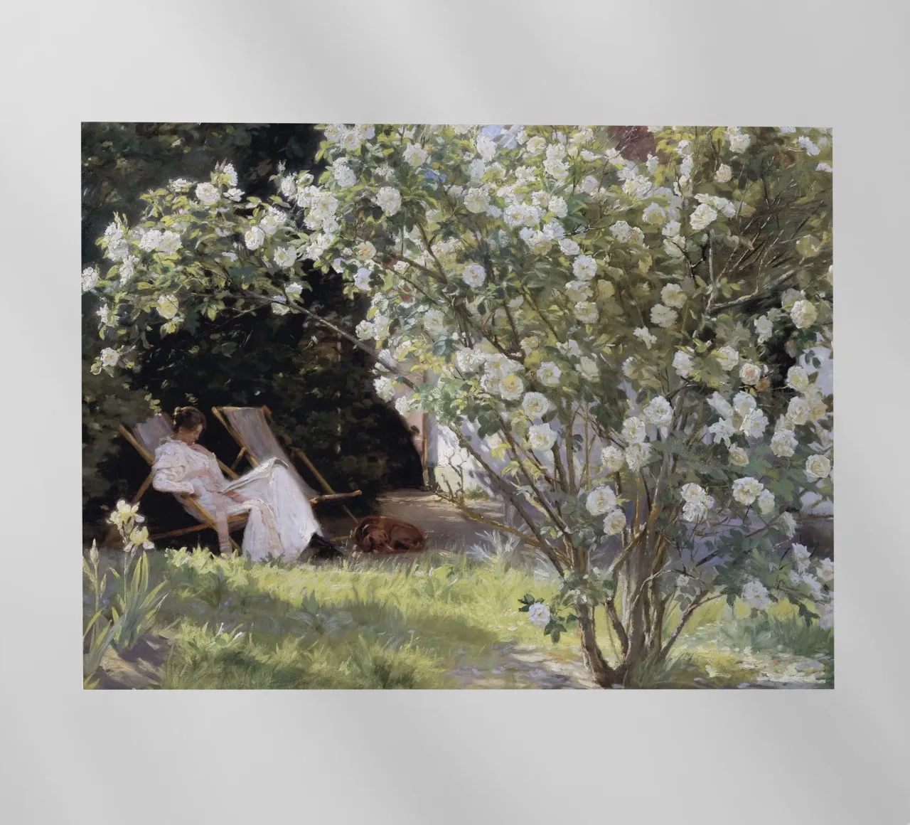 Roses by Peder Severin Krøyer pellicola backlit da apoloprints