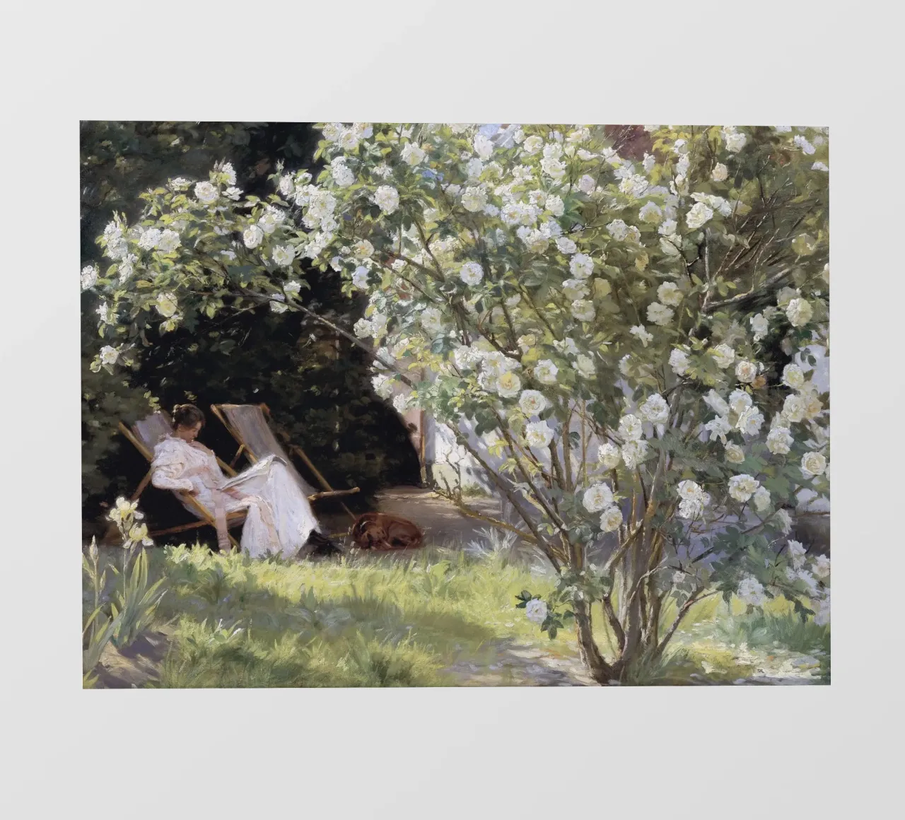 Roses by Peder Severin Krøyer pellicola backlit da apoloprints