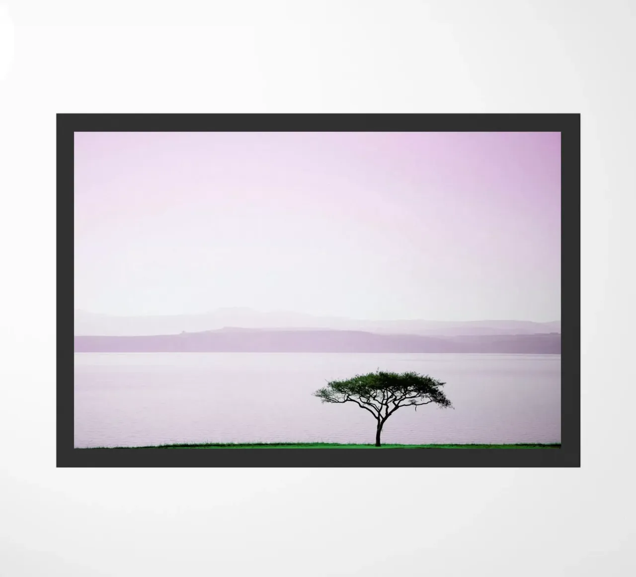 Albert Falls zerbino da Shot By Clint