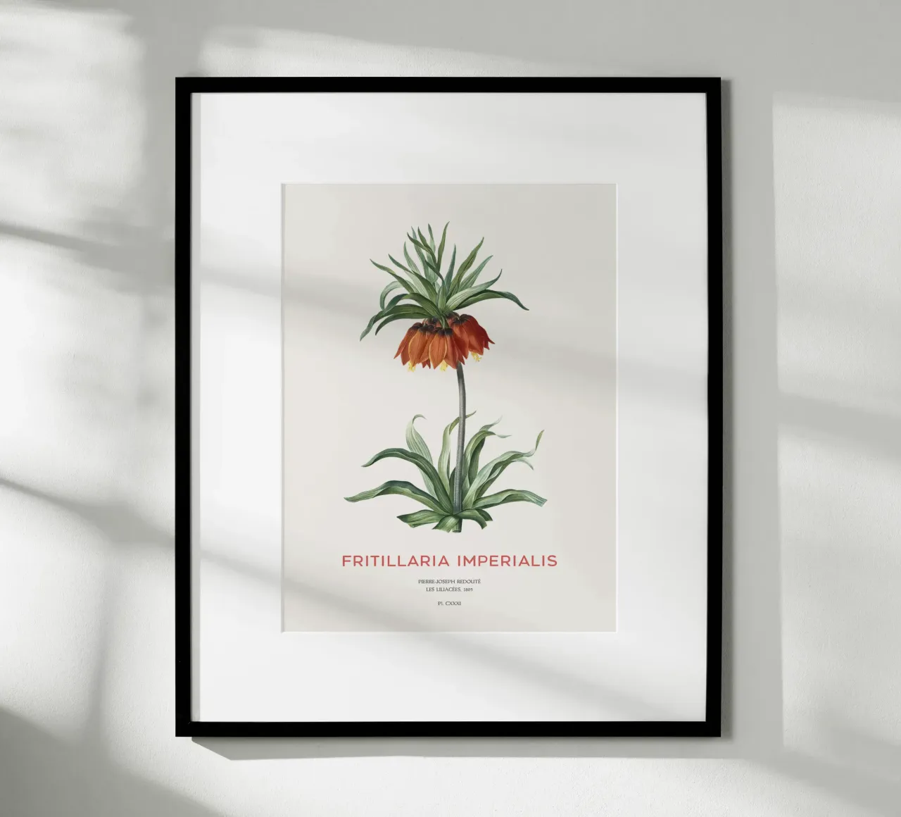 Tulipano curdo o Fritillaria imperialis carta hahnemühle da Vintagrafica