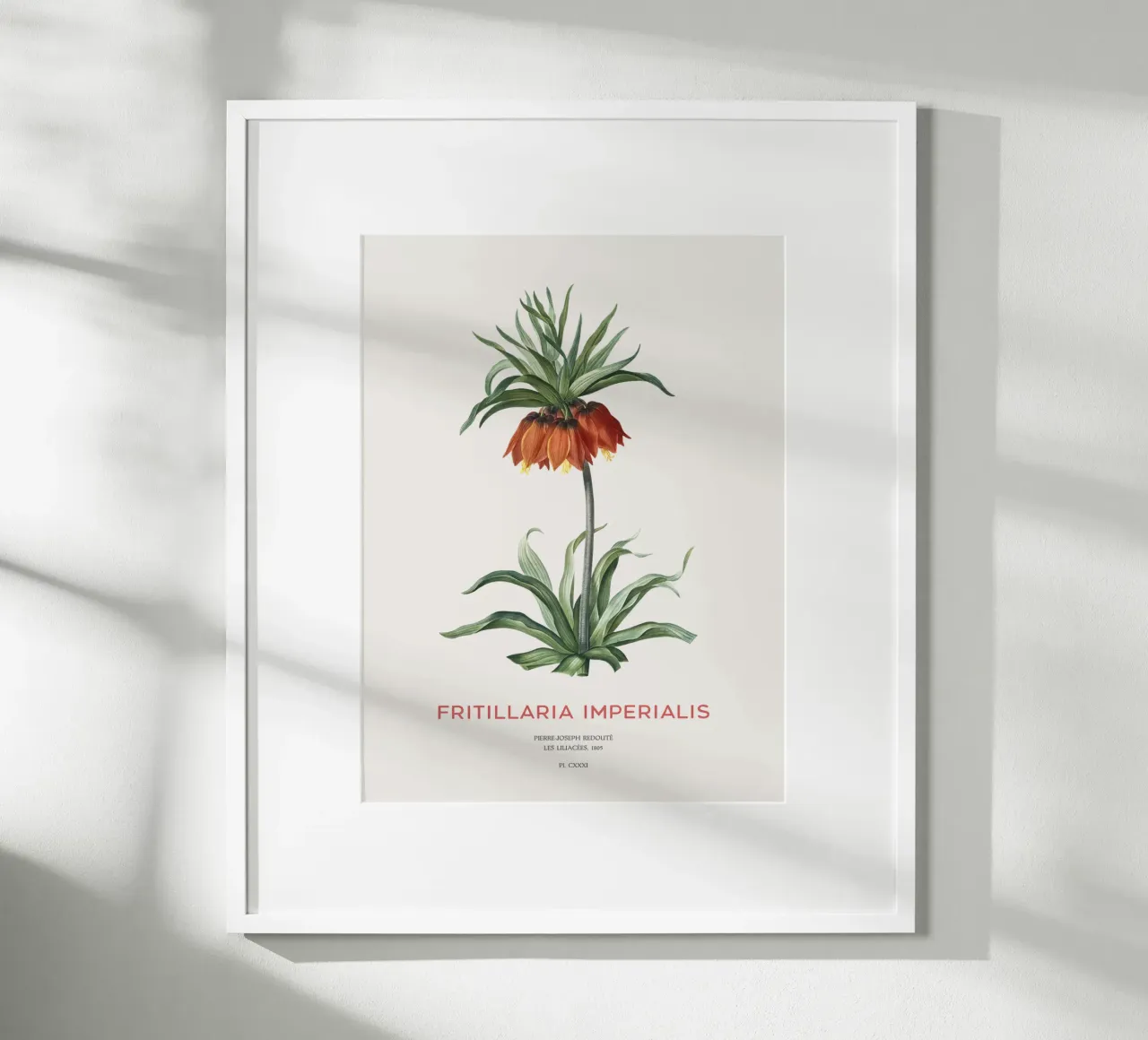 Tulipano curdo o Fritillaria imperialis carta hahnemühle da Vintagrafica