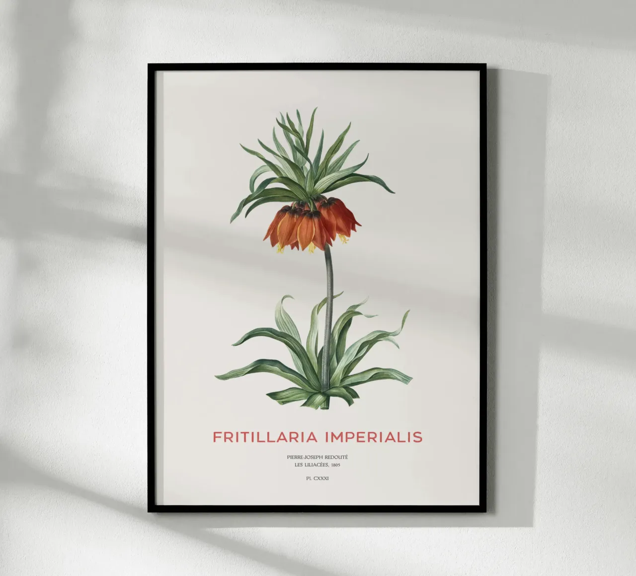 Tulipano curdo o Fritillaria imperialis carta hahnemühle da Vintagrafica
