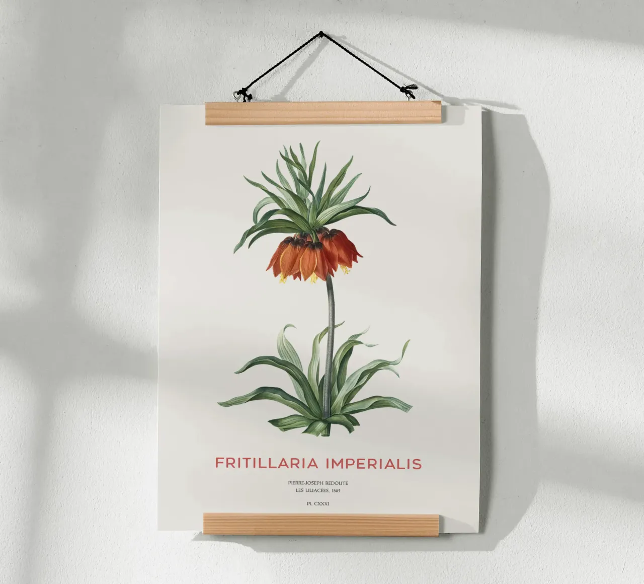 Tulipano curdo o Fritillaria imperialis carta hahnemühle da Vintagrafica