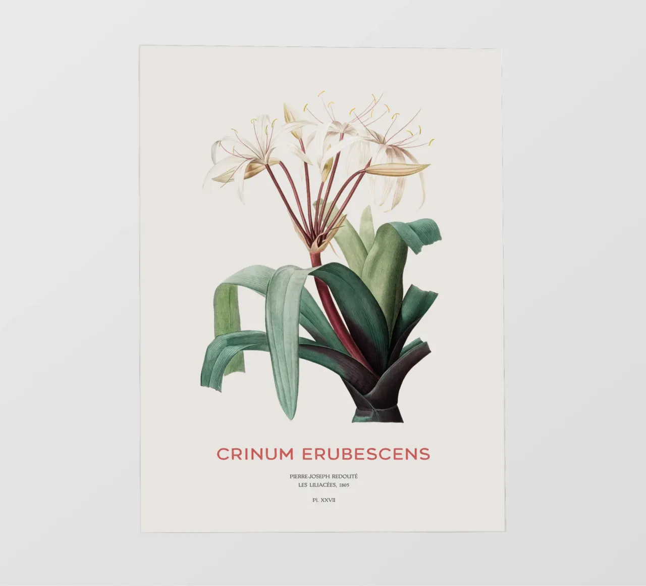 Swamp lily or Crinum erubescens backlit film by Vintagrafica