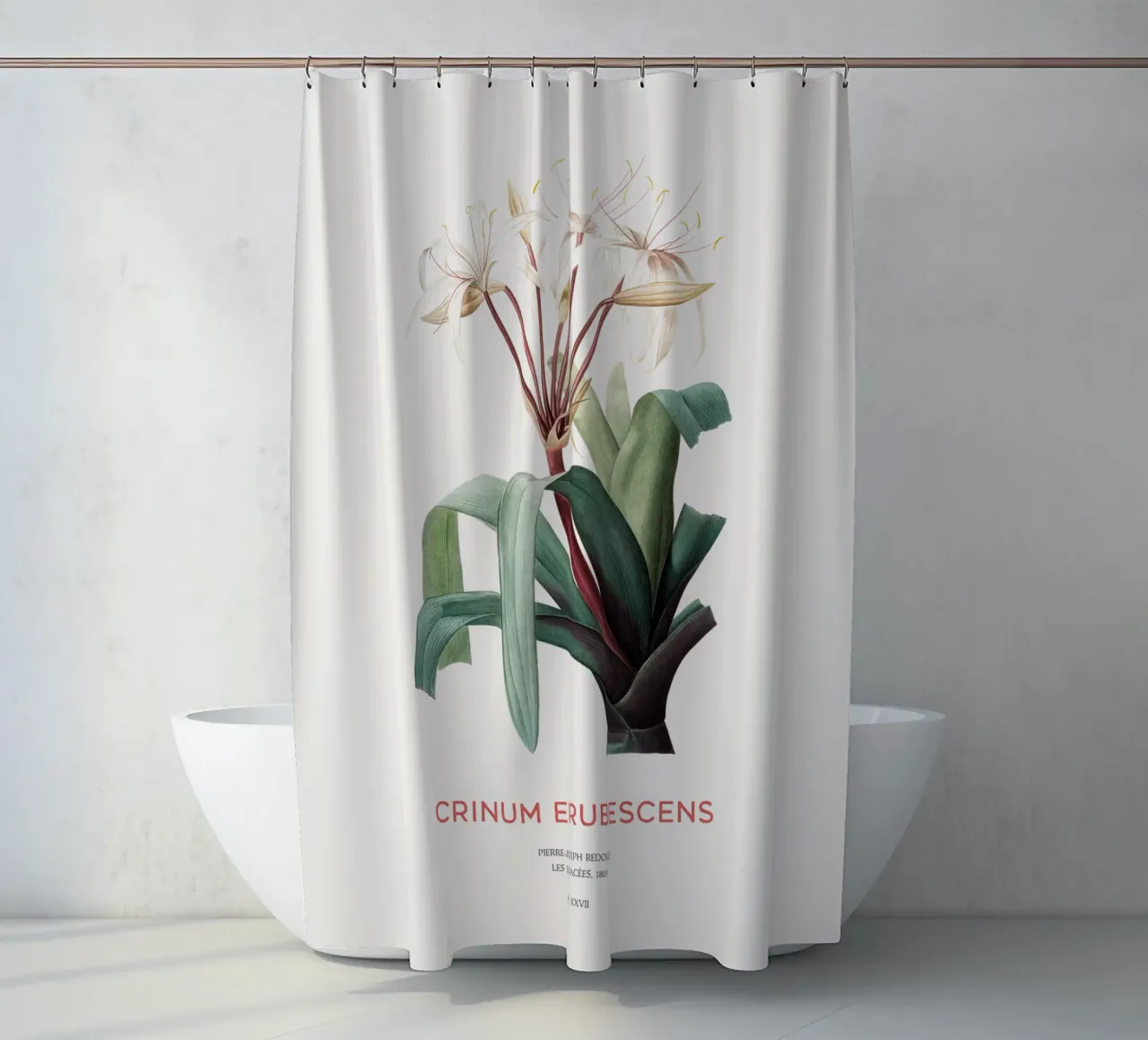 Sumpflilie oder Crinum erubescens Duschvorhang von Vintagrafica