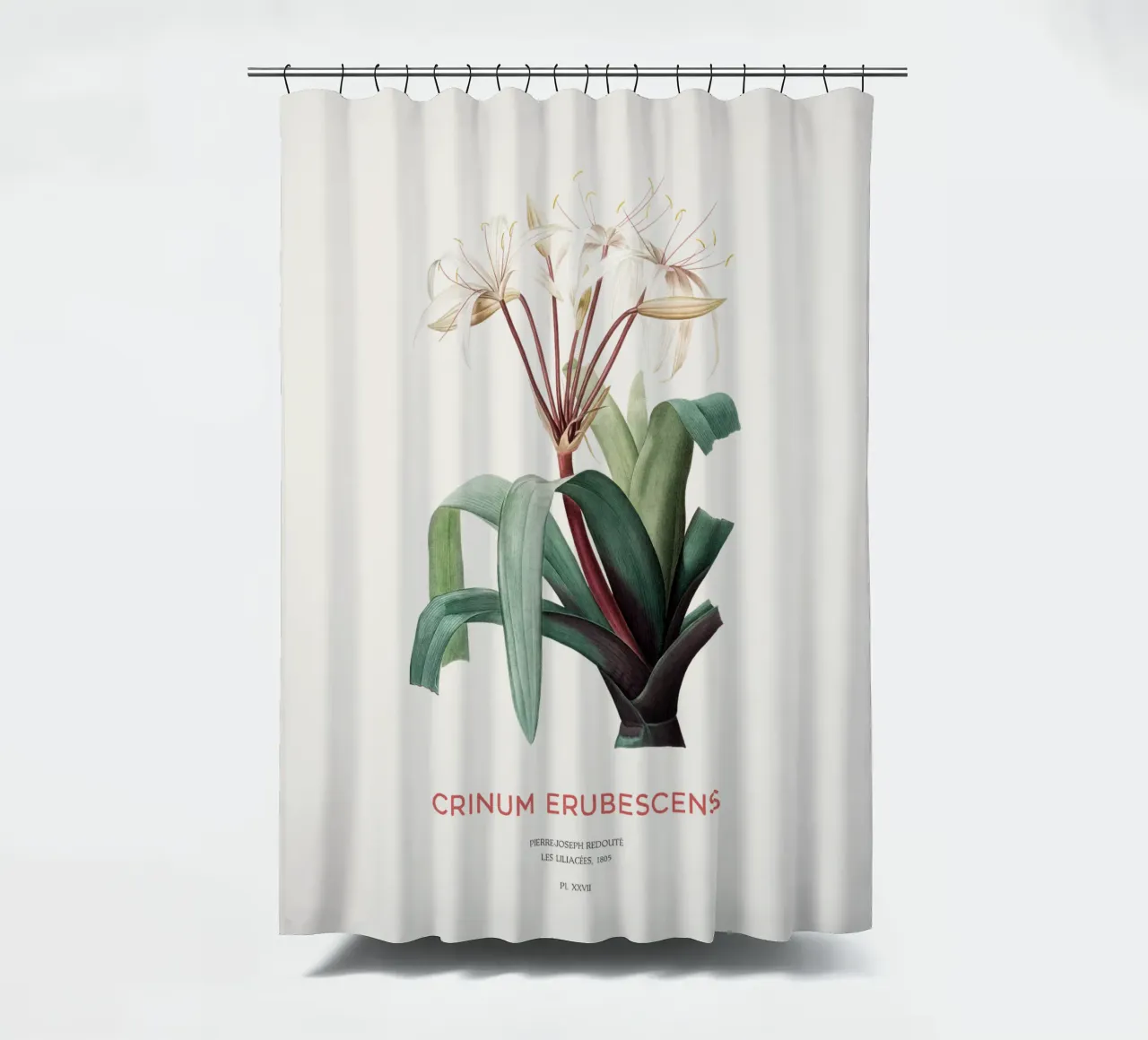 Sumpflilie oder Crinum erubescens Duschvorhang von Vintagrafica