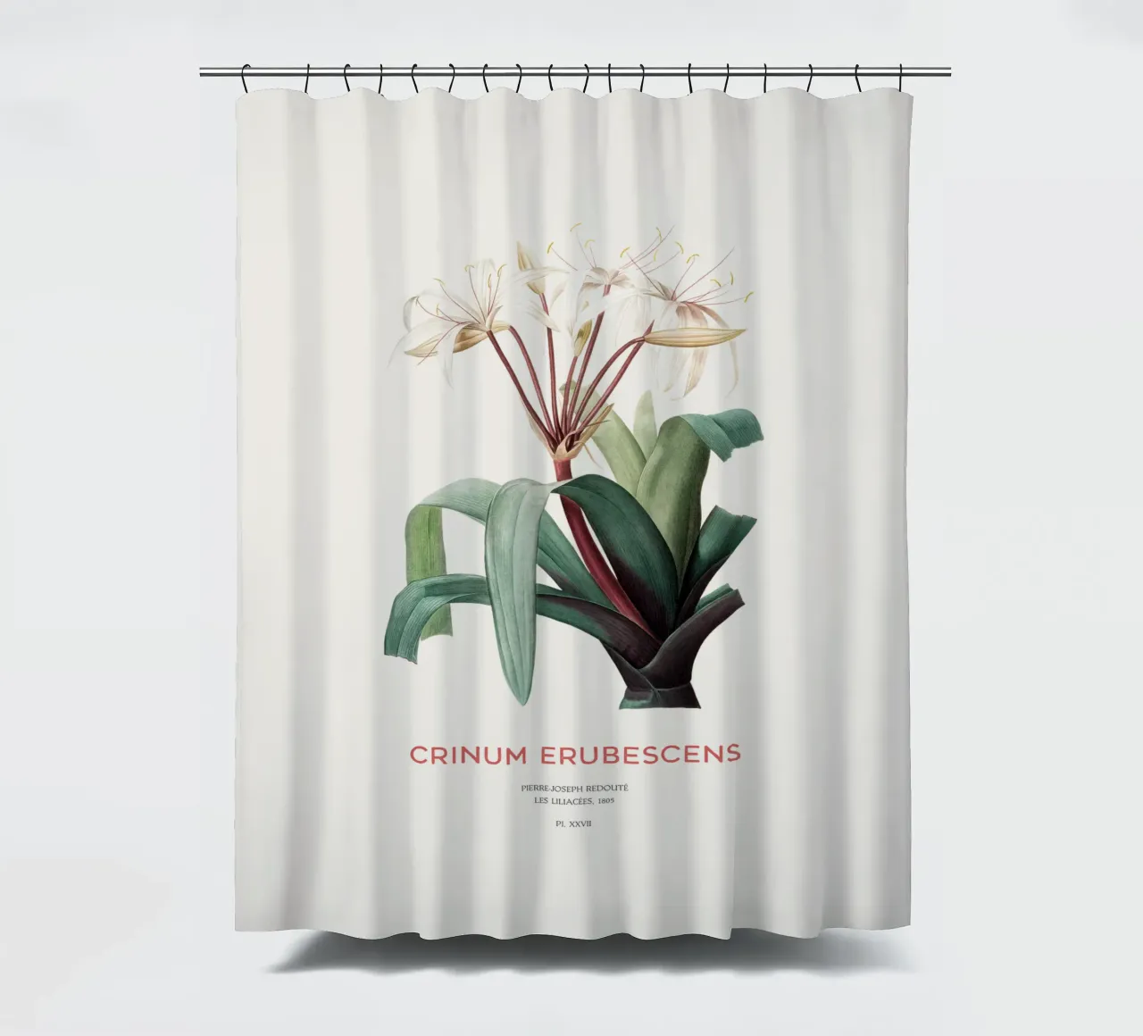 Sumpflilie oder Crinum erubescens Duschvorhang von Vintagrafica