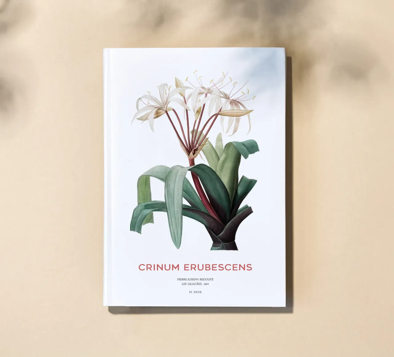 Swamp lily or Crinum erubescens notebook by Vintagrafica