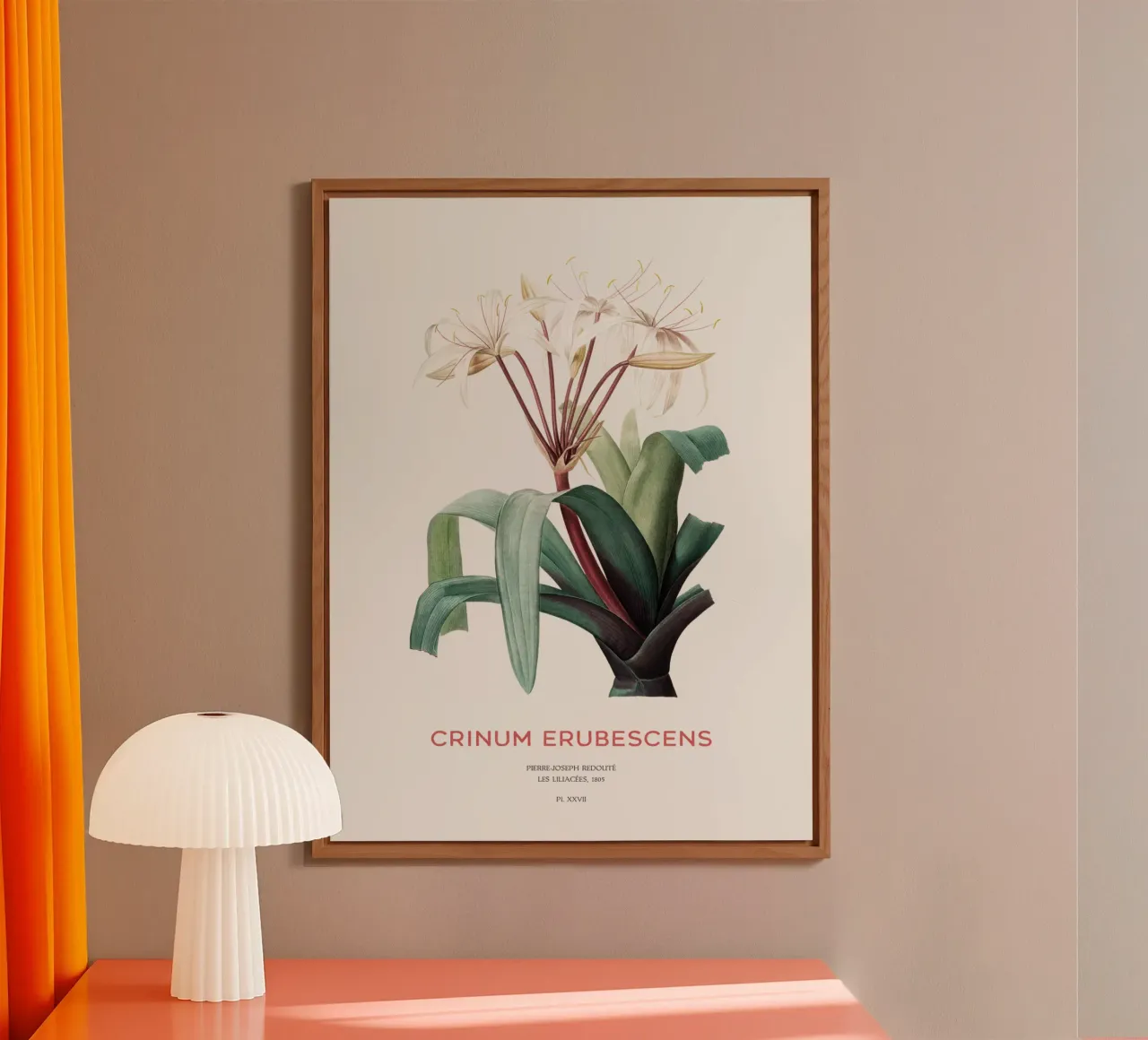 Swamp lily or Crinum erubescens alu-dibond by Vintagrafica